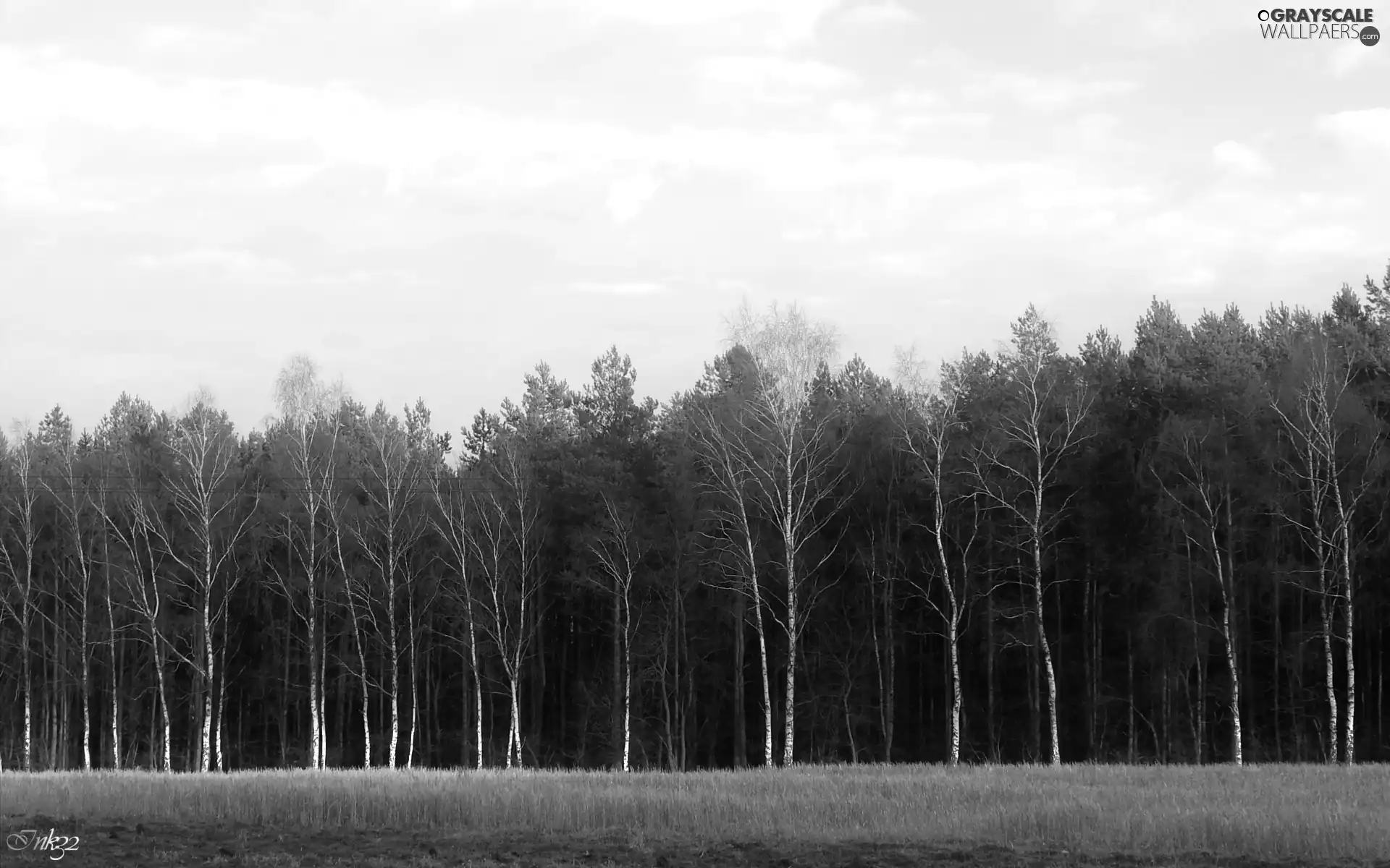 Field, trees, viewes, forest