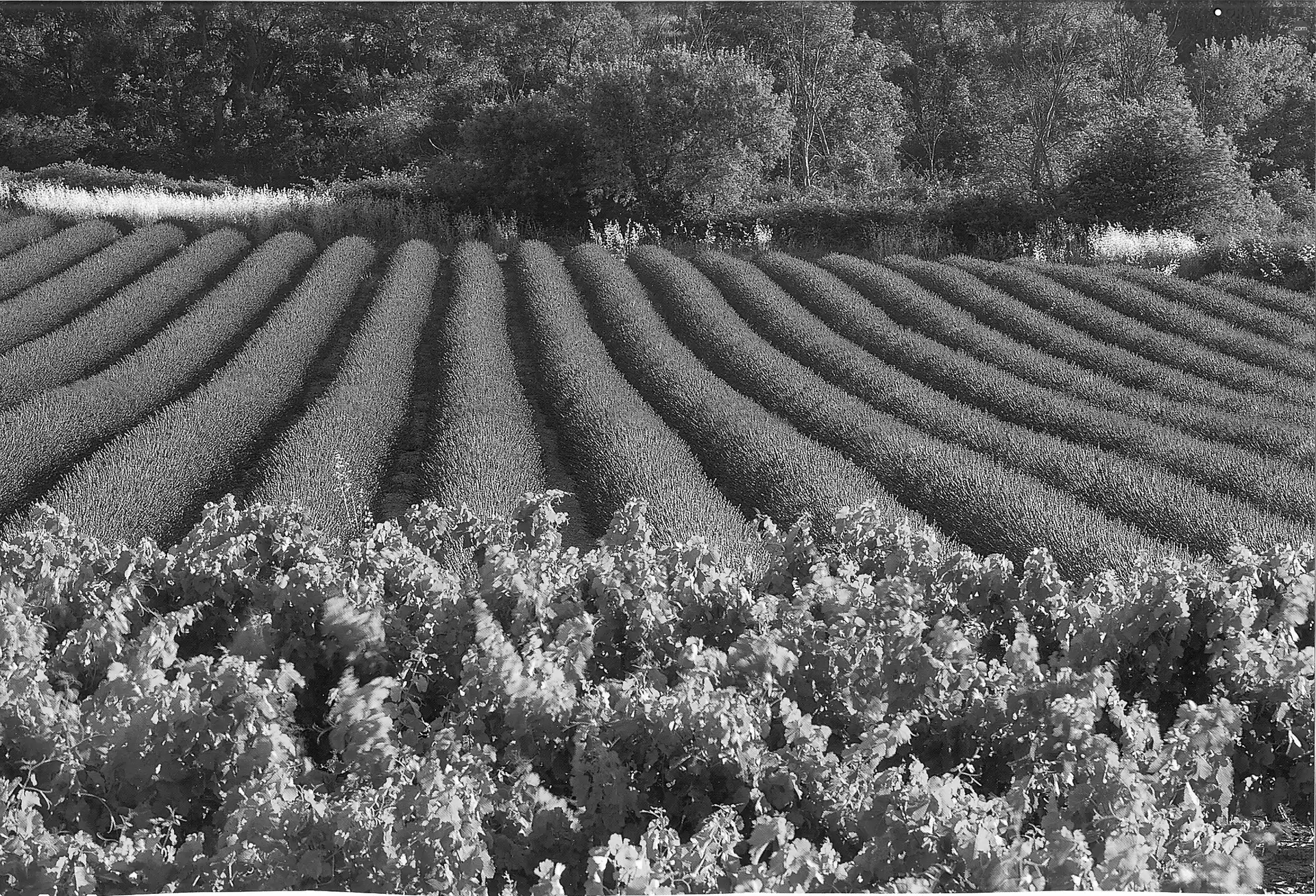 Field, trees, viewes, lavender