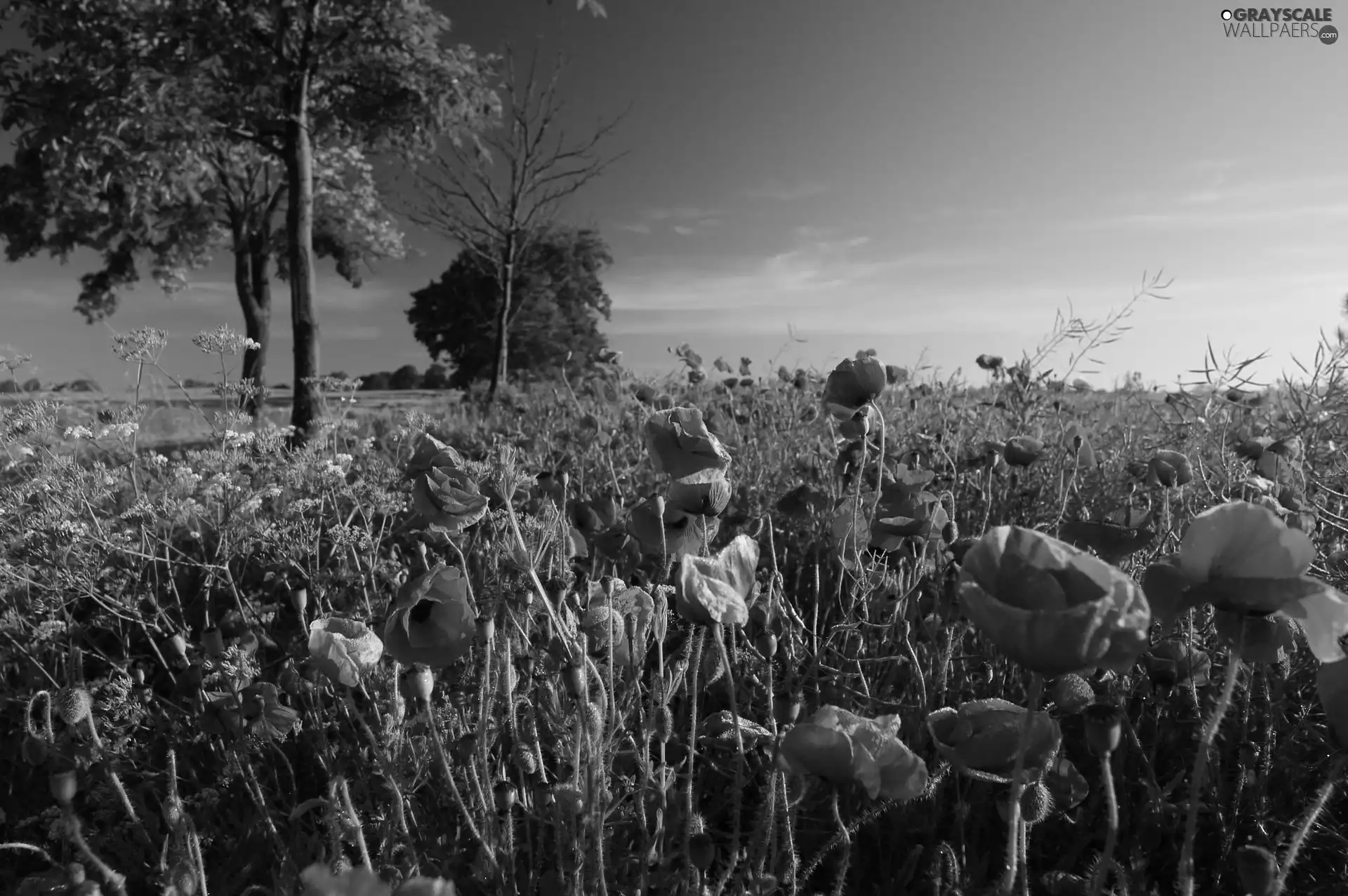 Field, trees, viewes, poppy