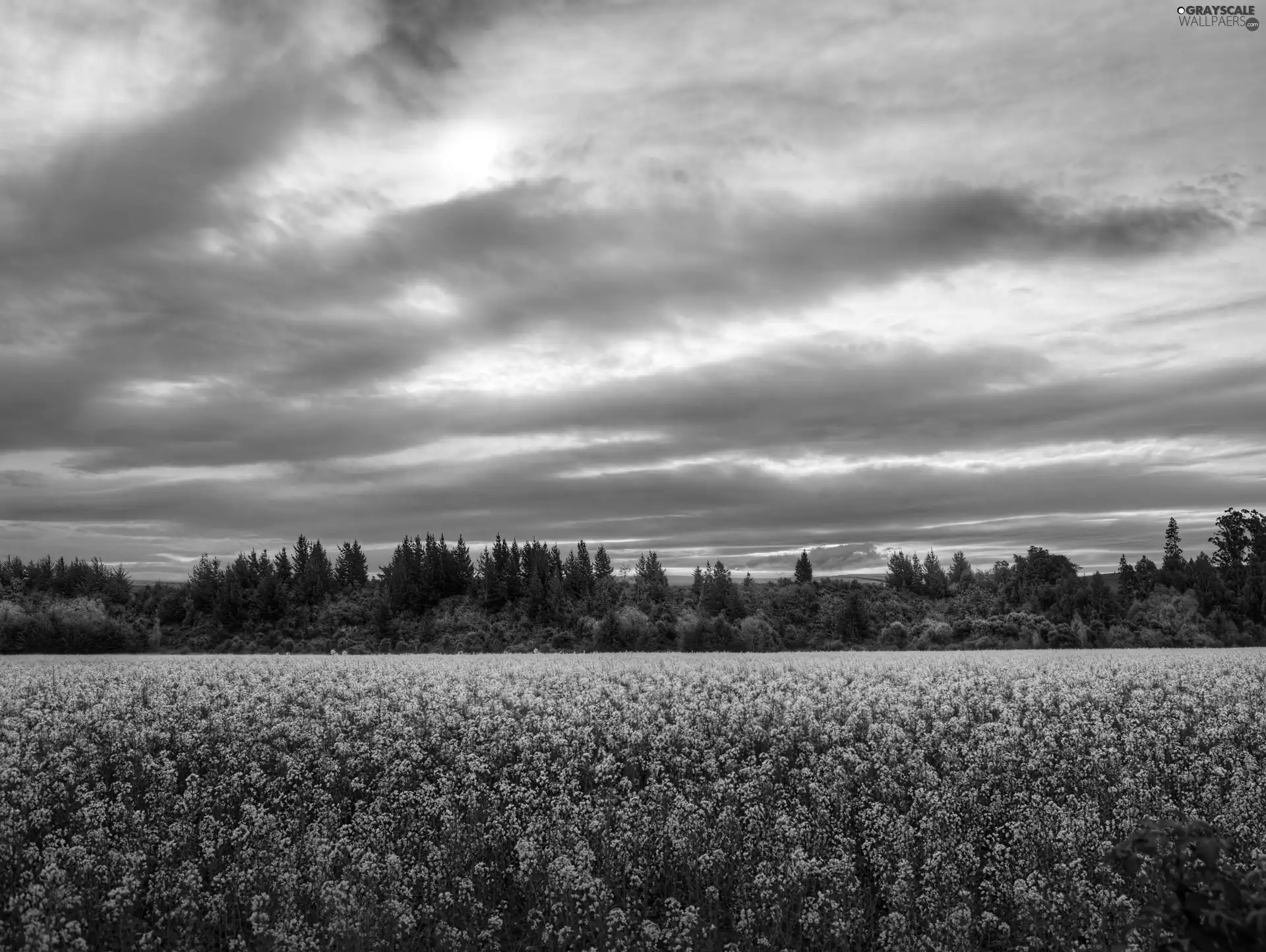 Field, trees, viewes, rape