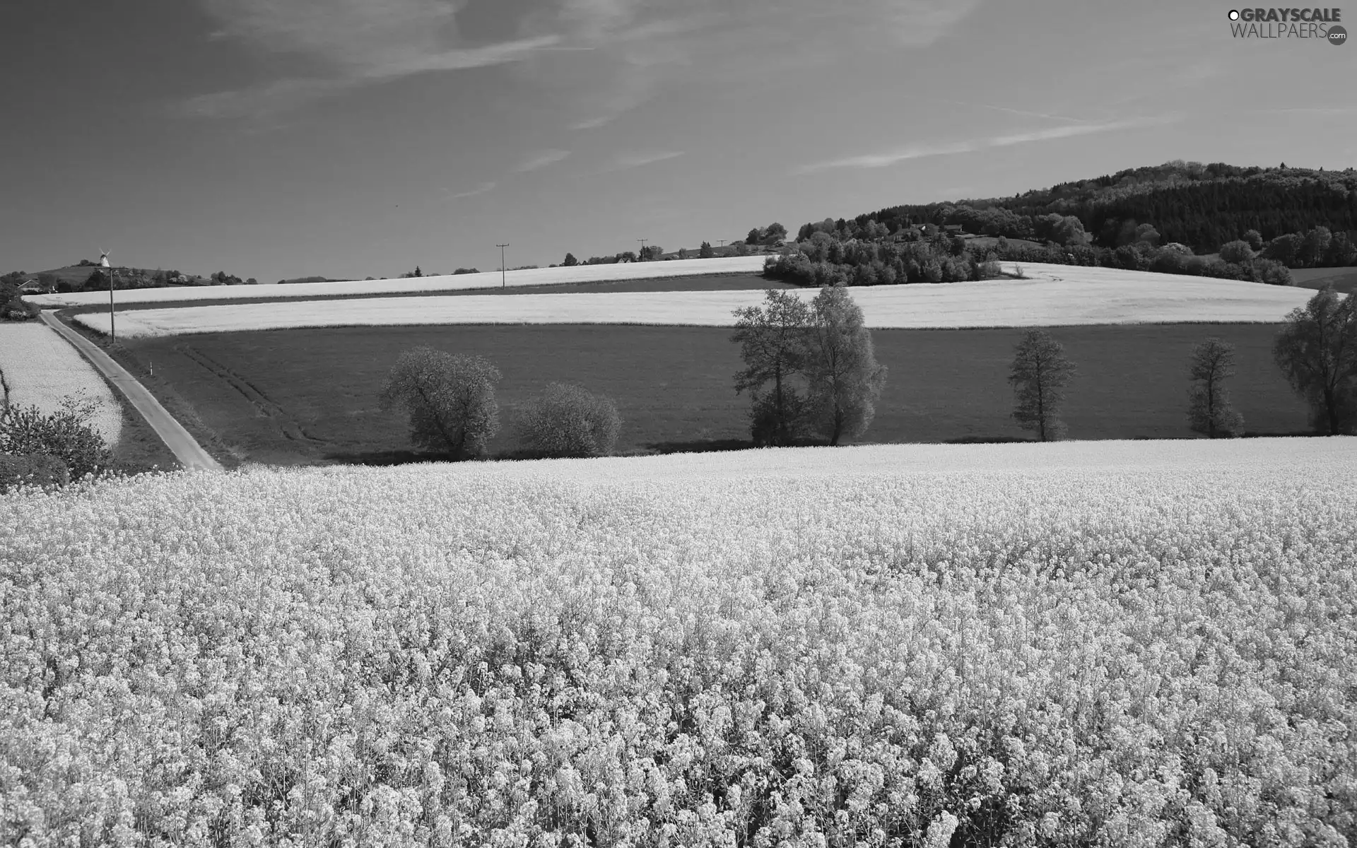 Field, trees, viewes, rape