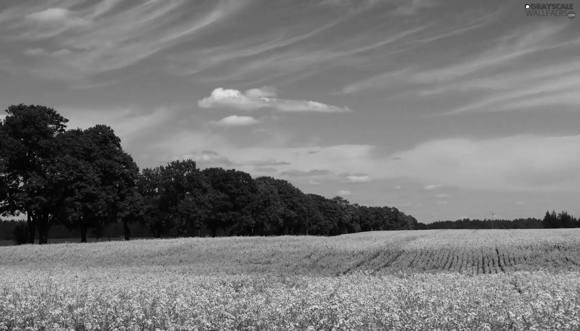Field, trees, viewes, rape