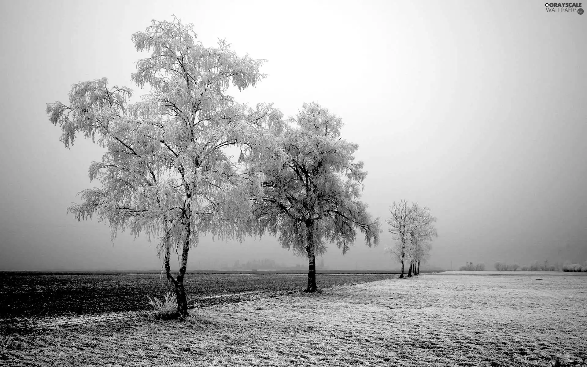 viewes, Field, frosty, trees, winter
