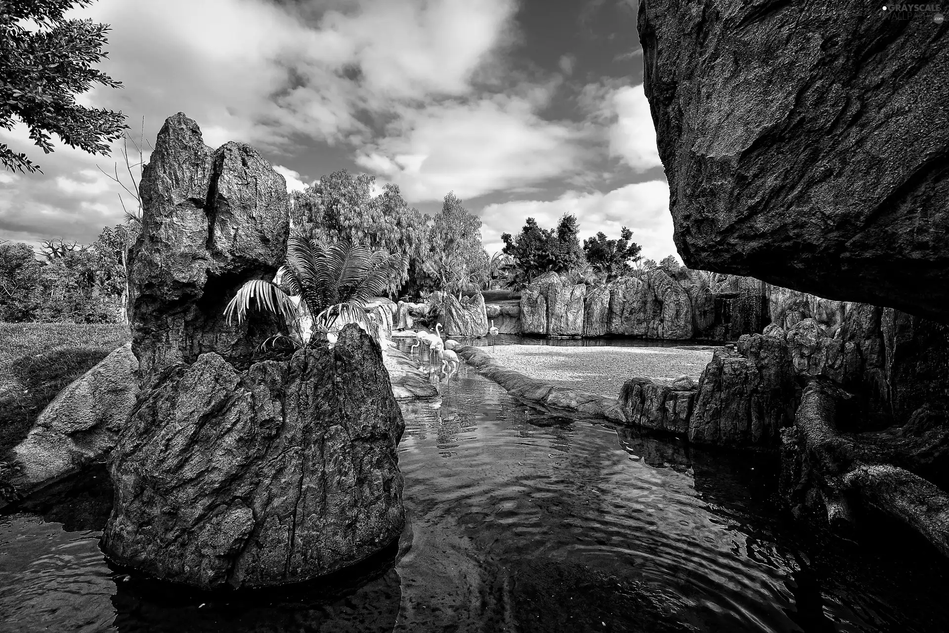 viewes, Flamingos, rocks, trees, River