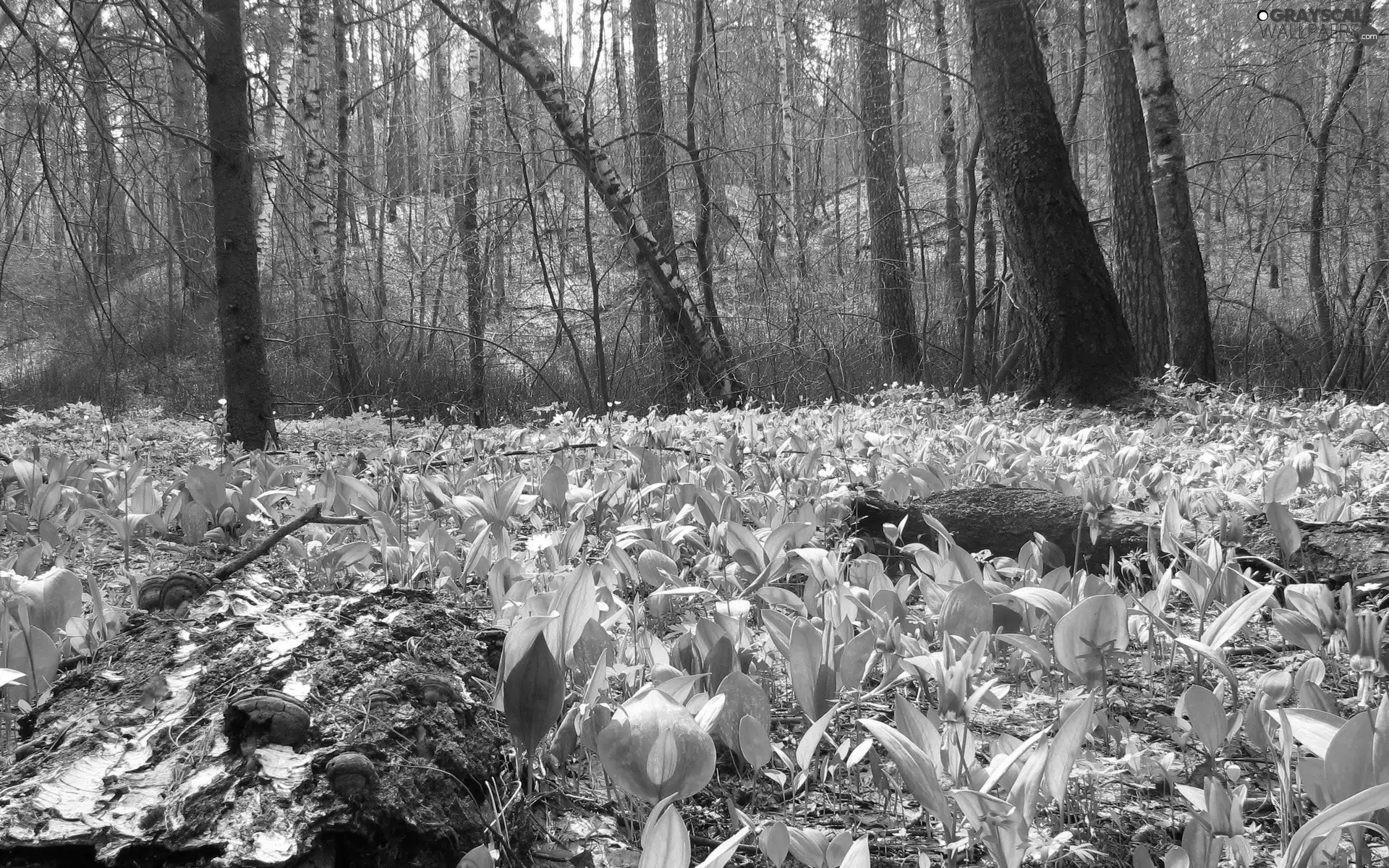 viewes, Flowers, Spring, trees, forest