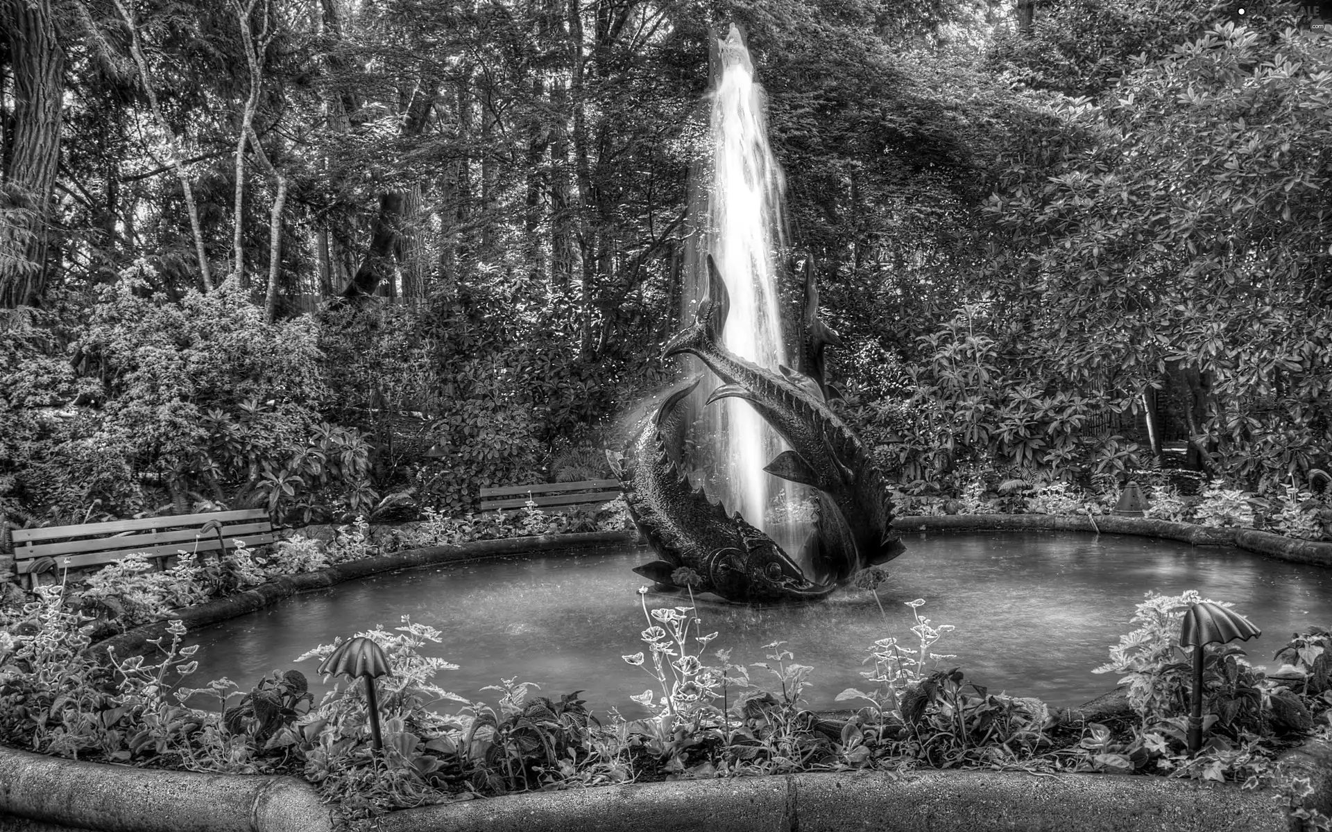 viewes, Flowers, Garden, trees, fountain