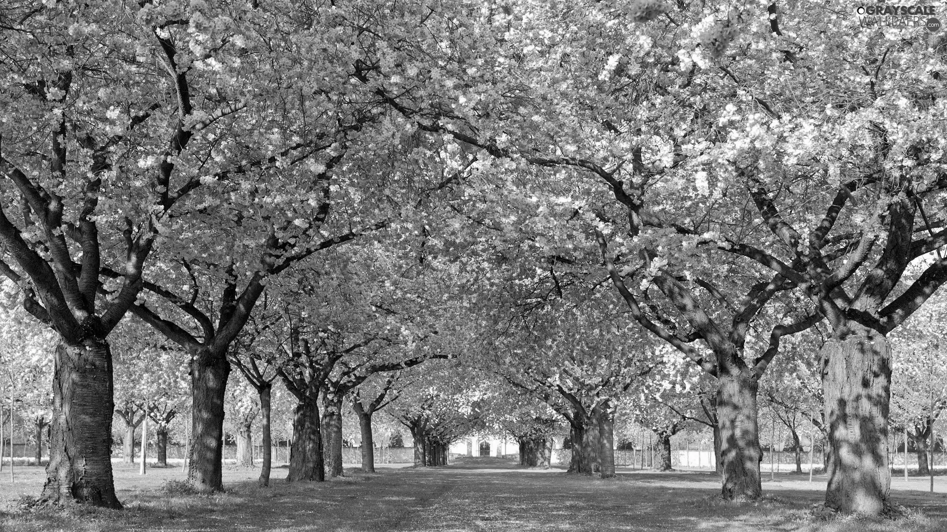 viewes, Flowers, Park, trees, Spring