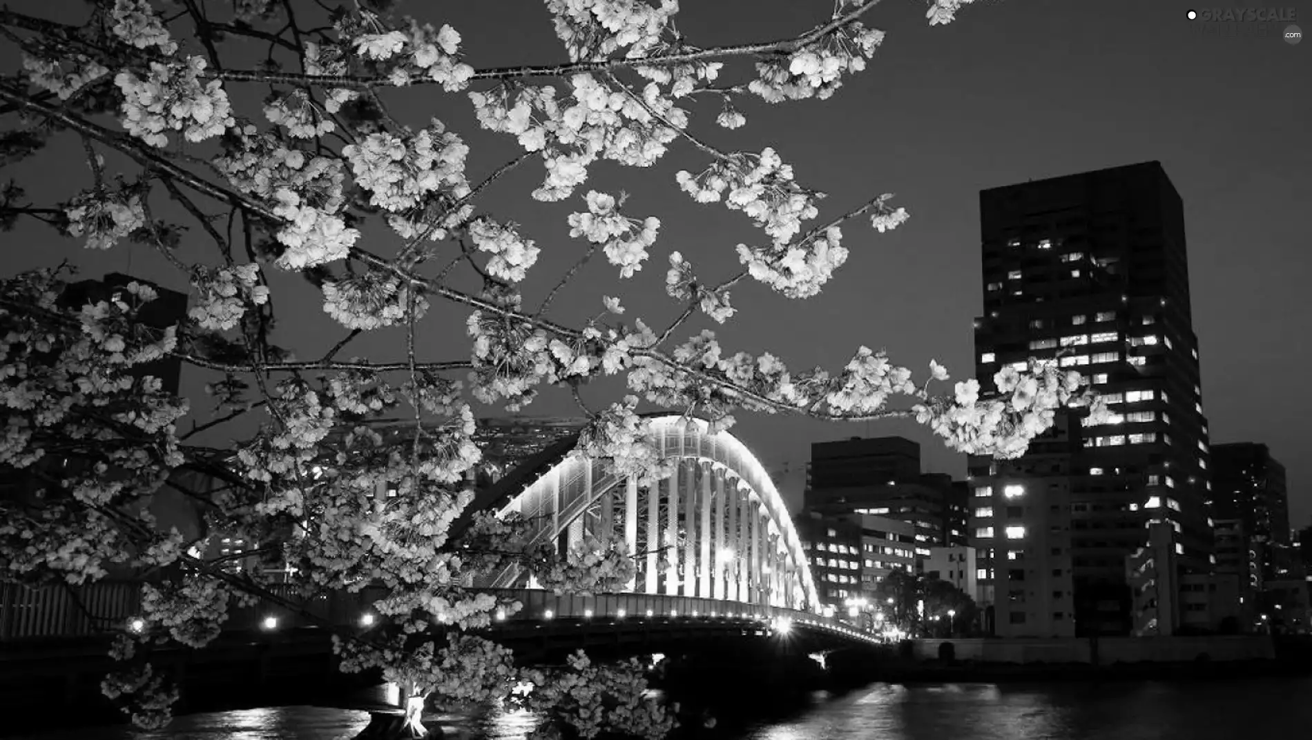 twig, Floodlit, viewes, Flowers, trees, bridge