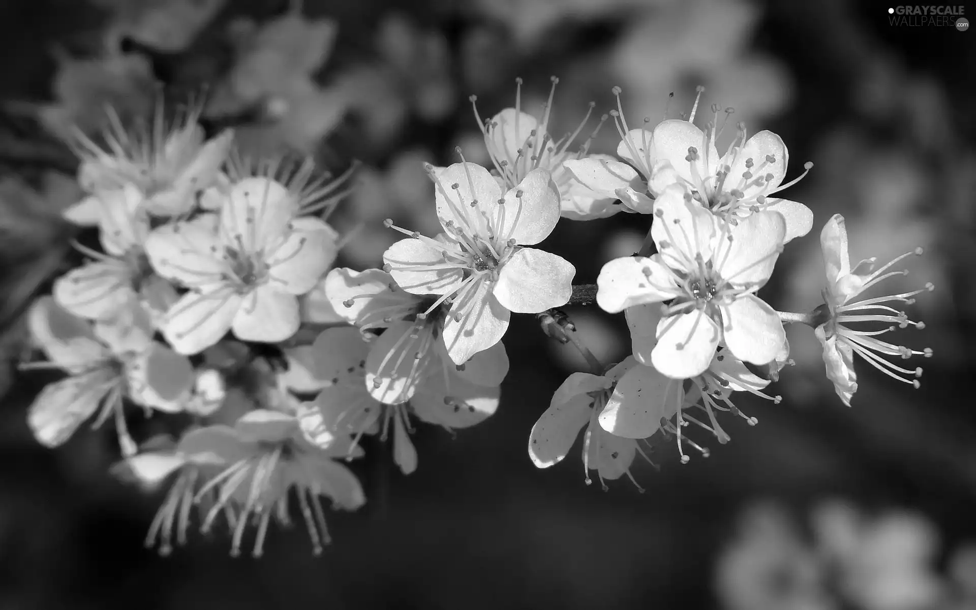 Flowers, trees, viewes, fruit