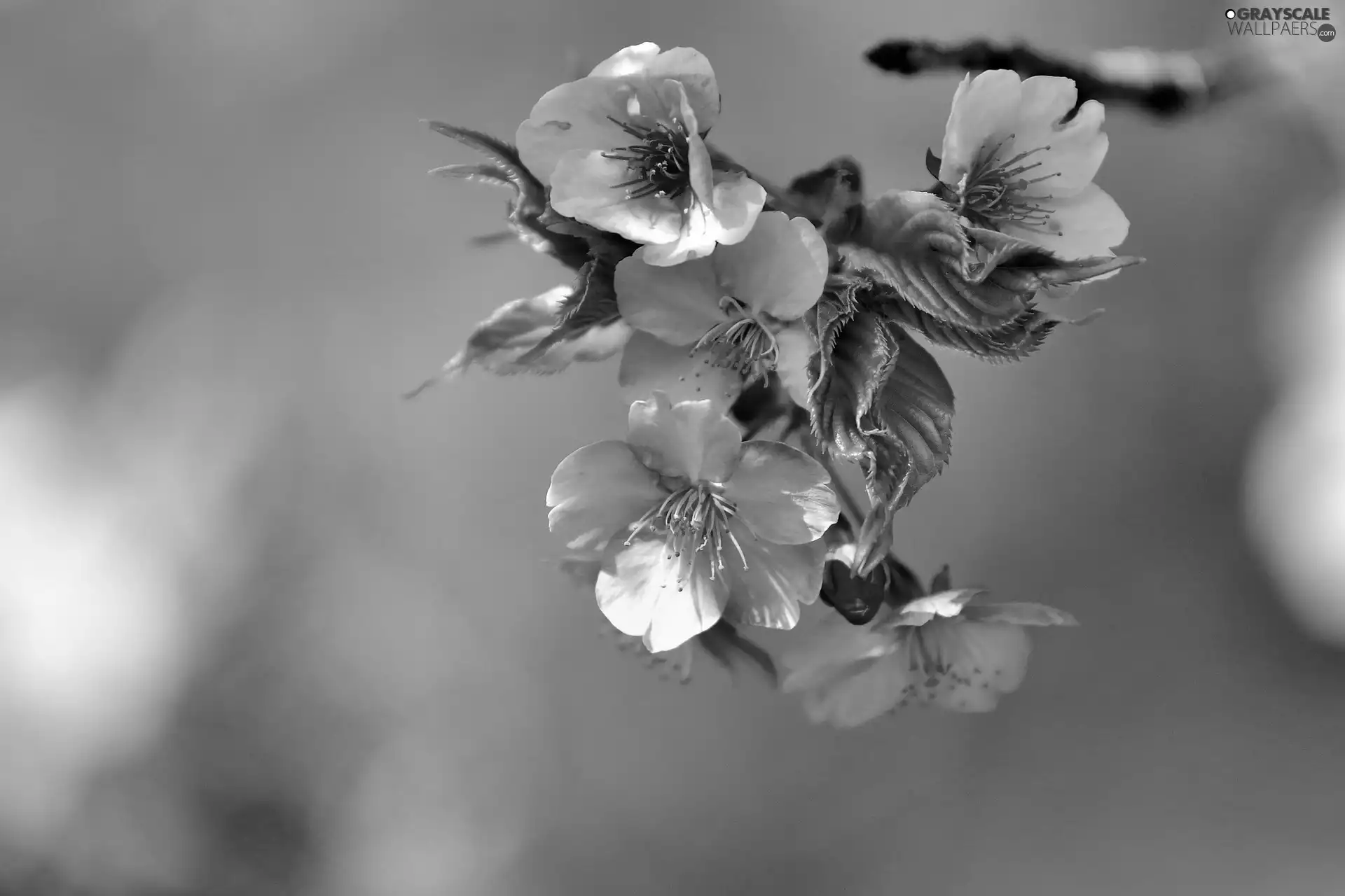 Flowers, trees, viewes, fruit