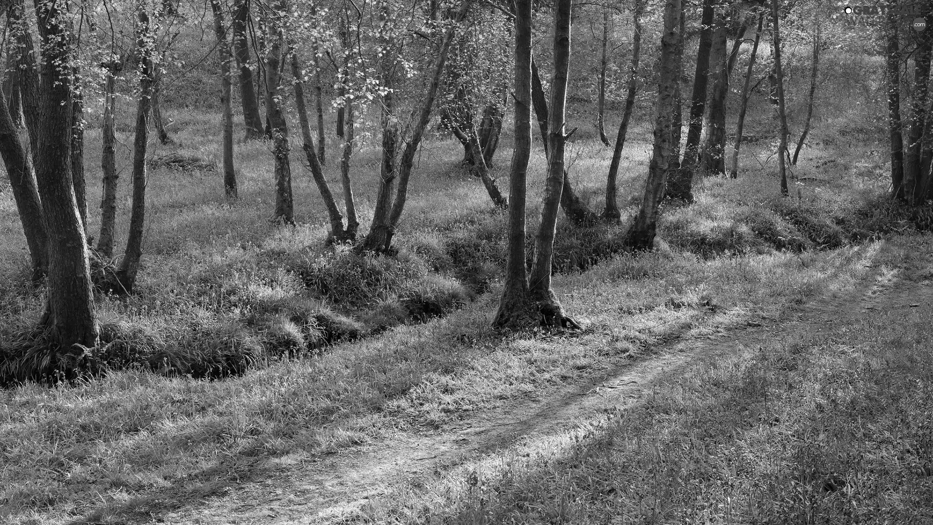 Path, trees, Flowers, viewes, forest, purple, Spring