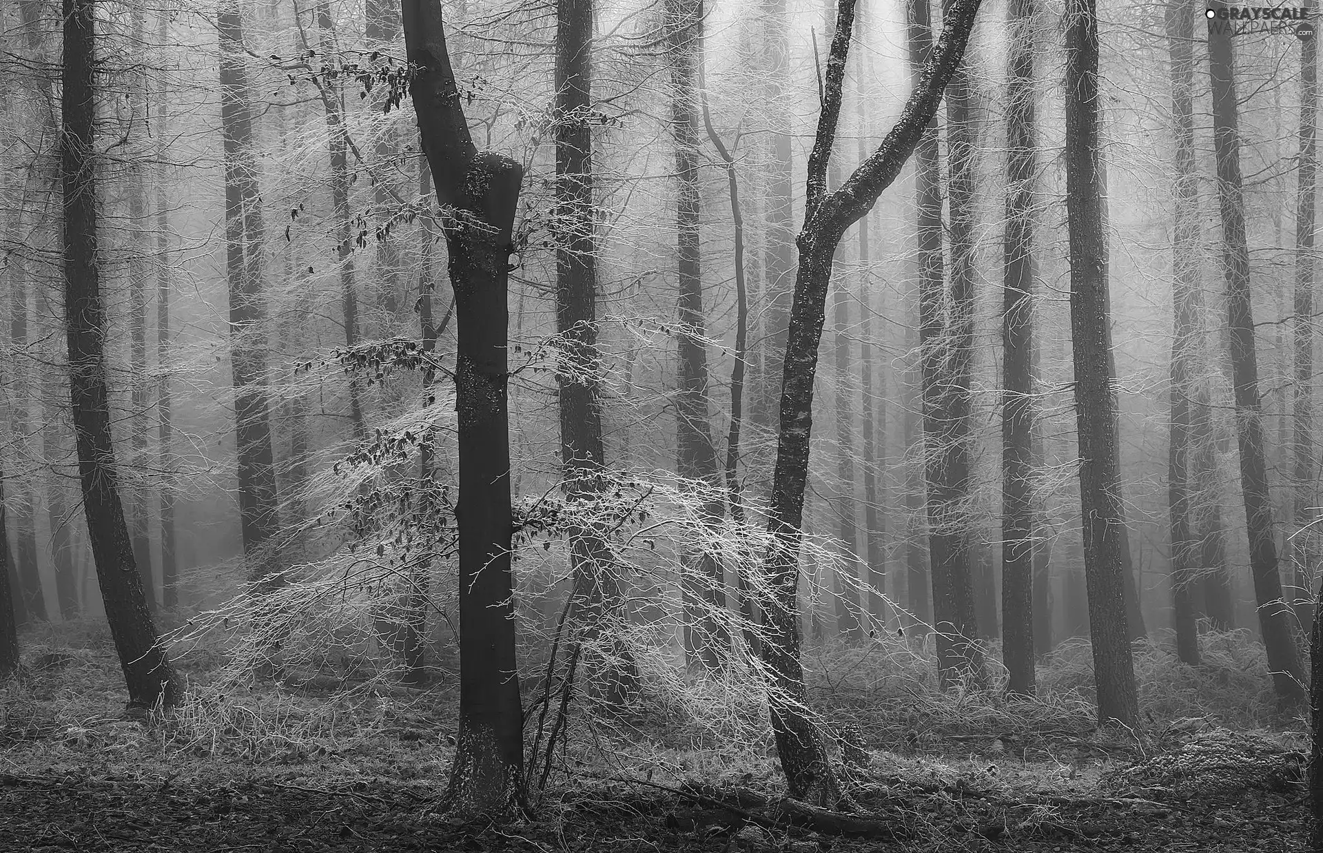 trees, viewes, Fog, frosty, forest