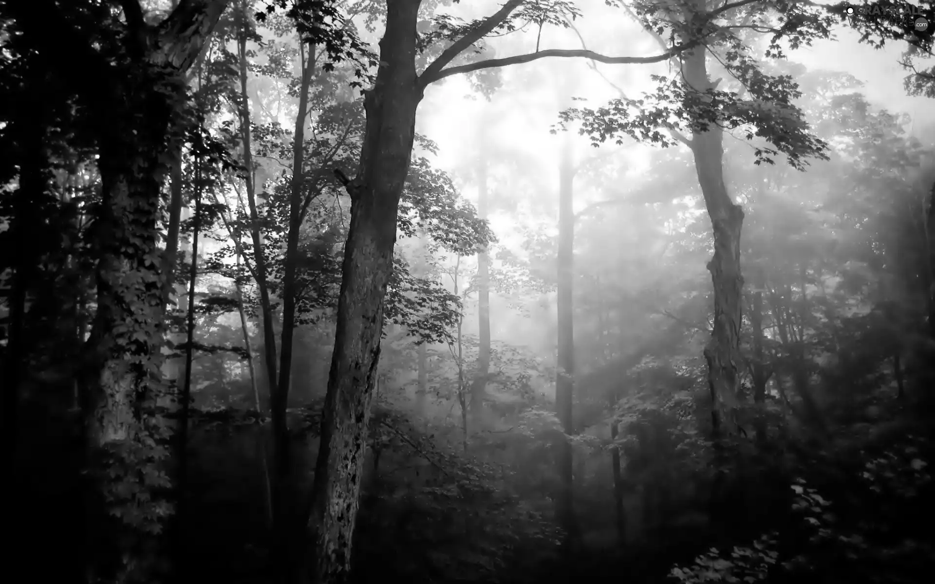 sun, trees, Fog, luminosity, Przebijające, forest, viewes, morning, flash, ligh