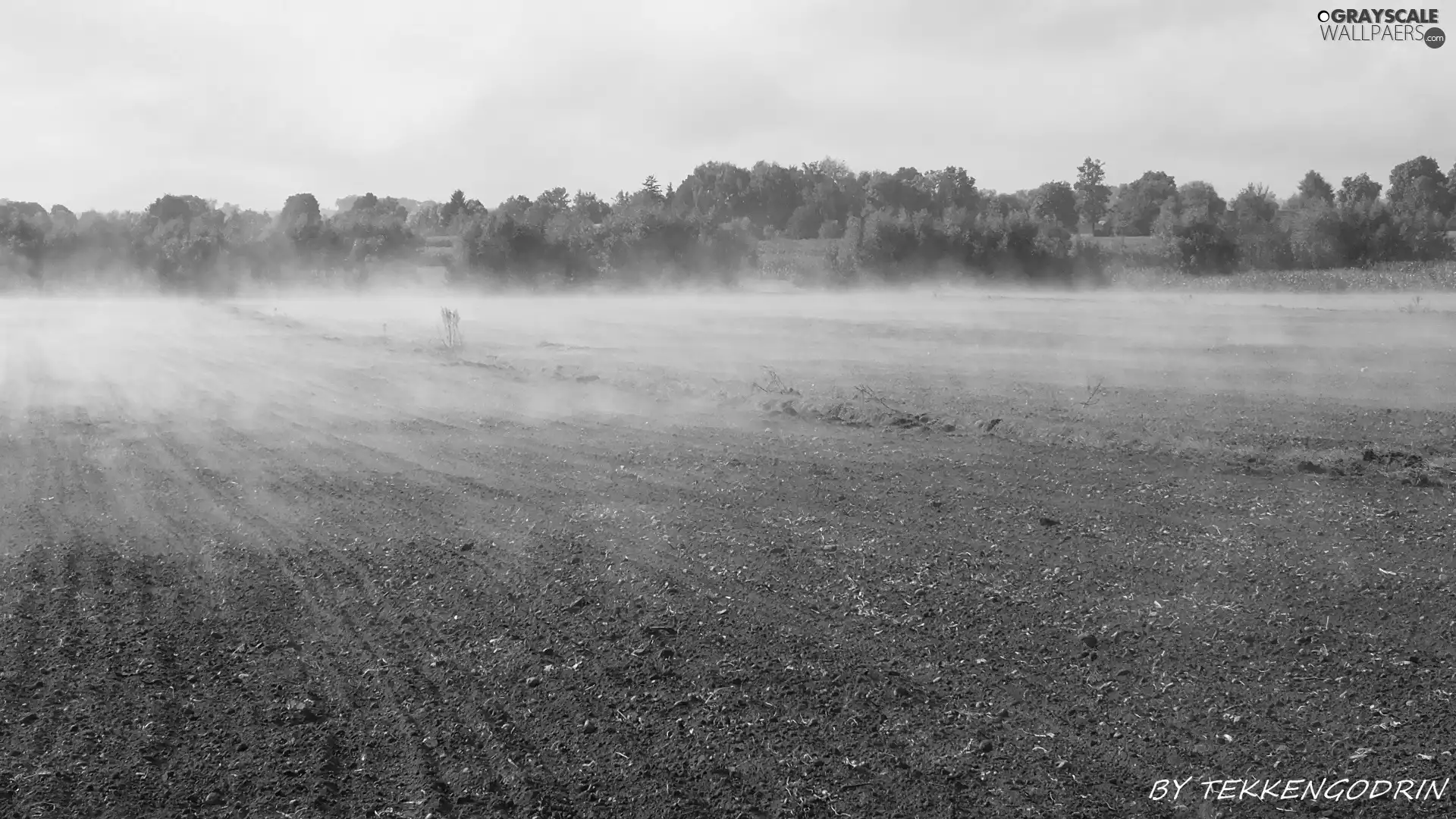 Fog, trees, viewes, Field