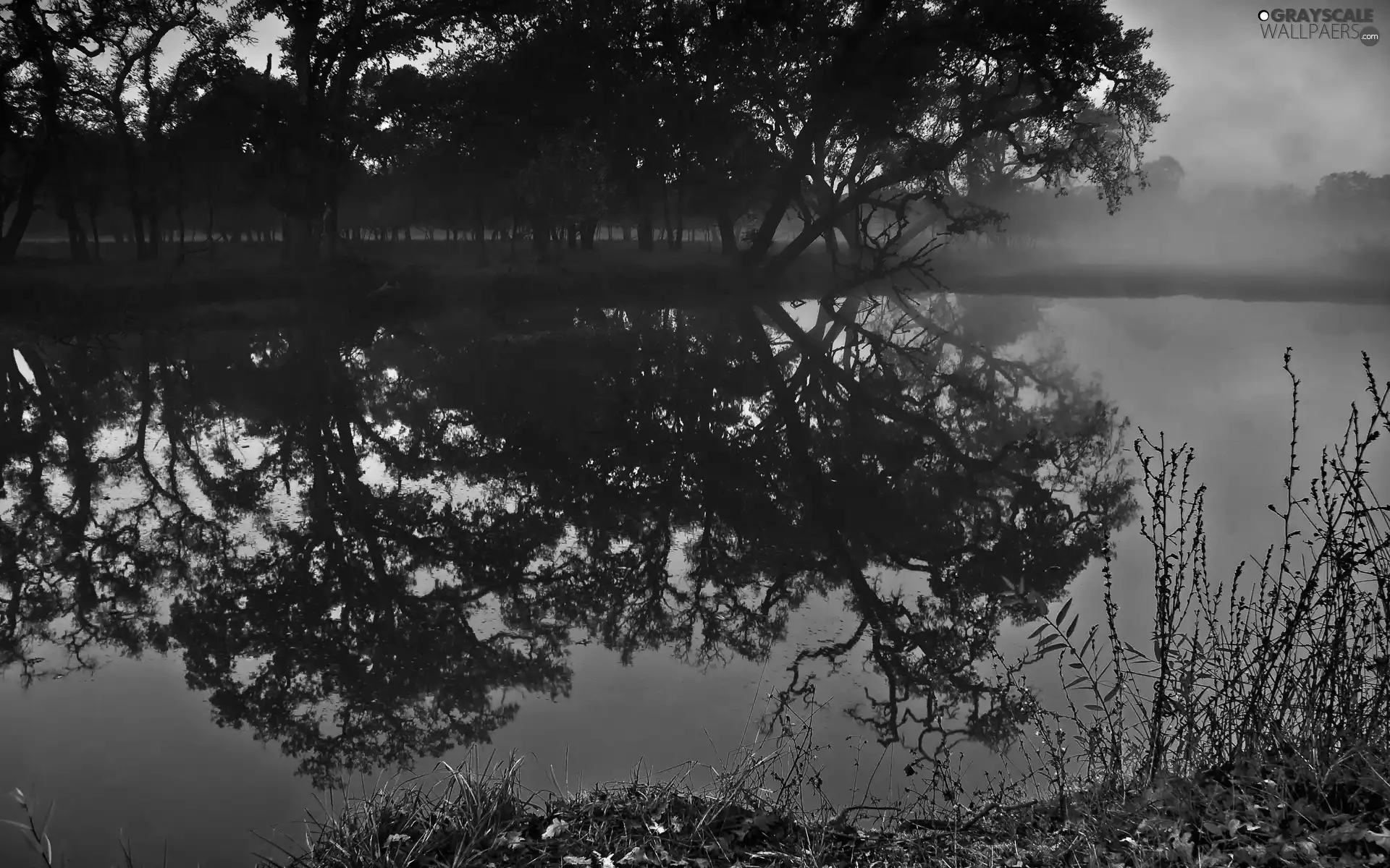 Fog, trees, viewes, lake