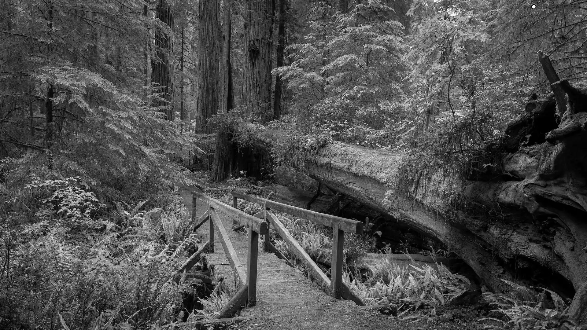 fern, trees, footbridge, viewes, forest, bridges, trunk