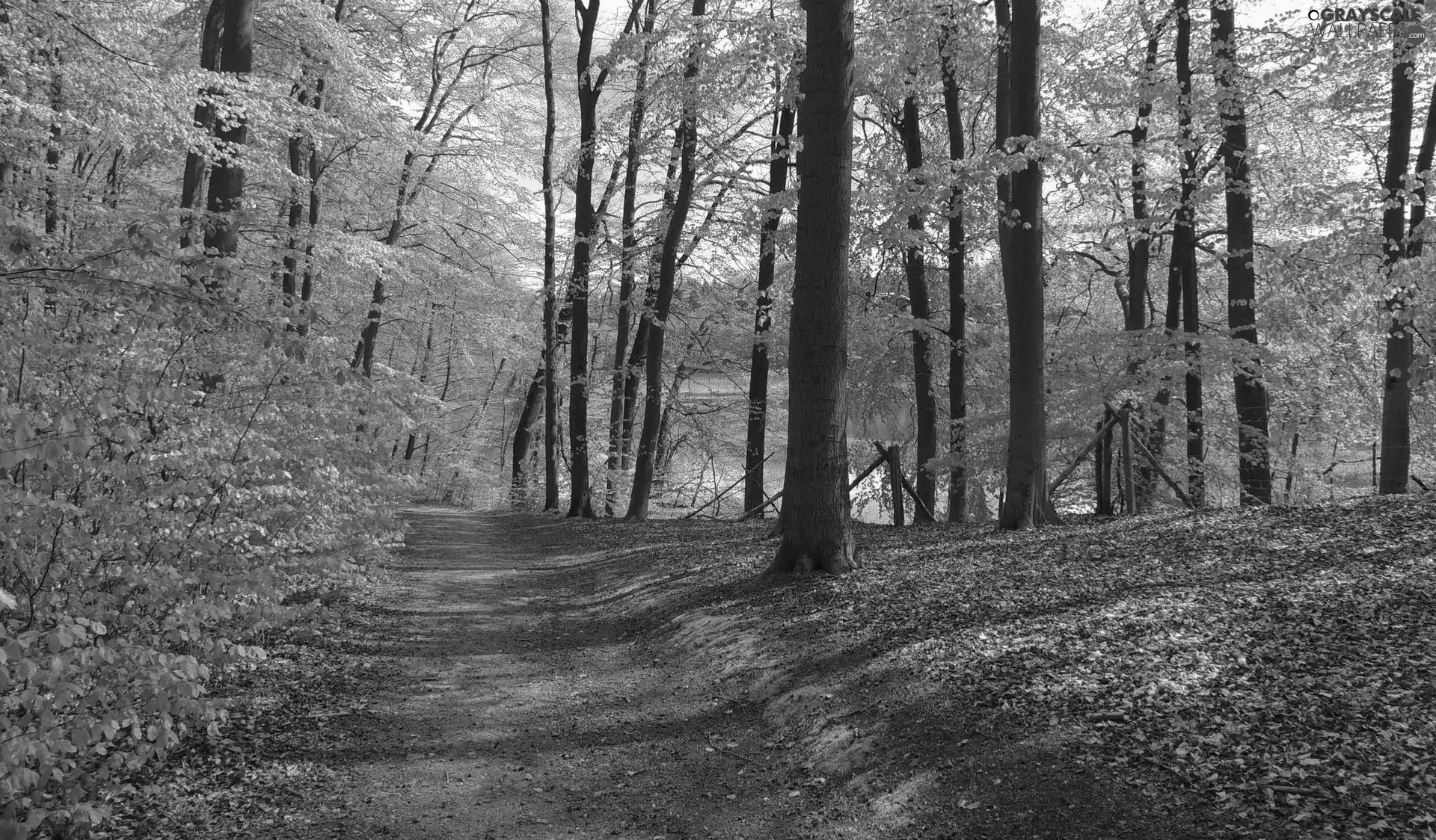 trees, viewes, forest, Way, Spring