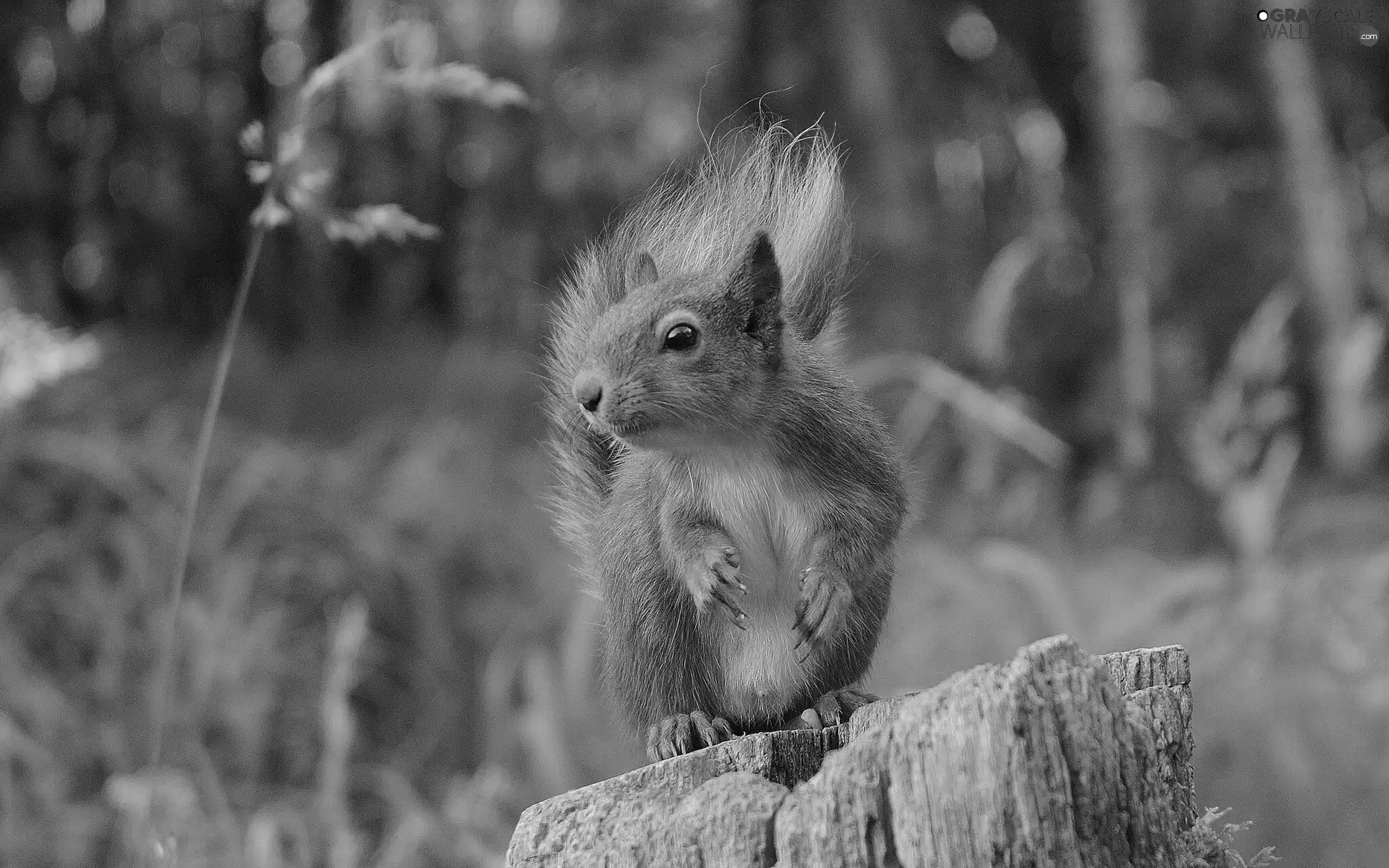 viewes, forest, trunk, trees, squirrel