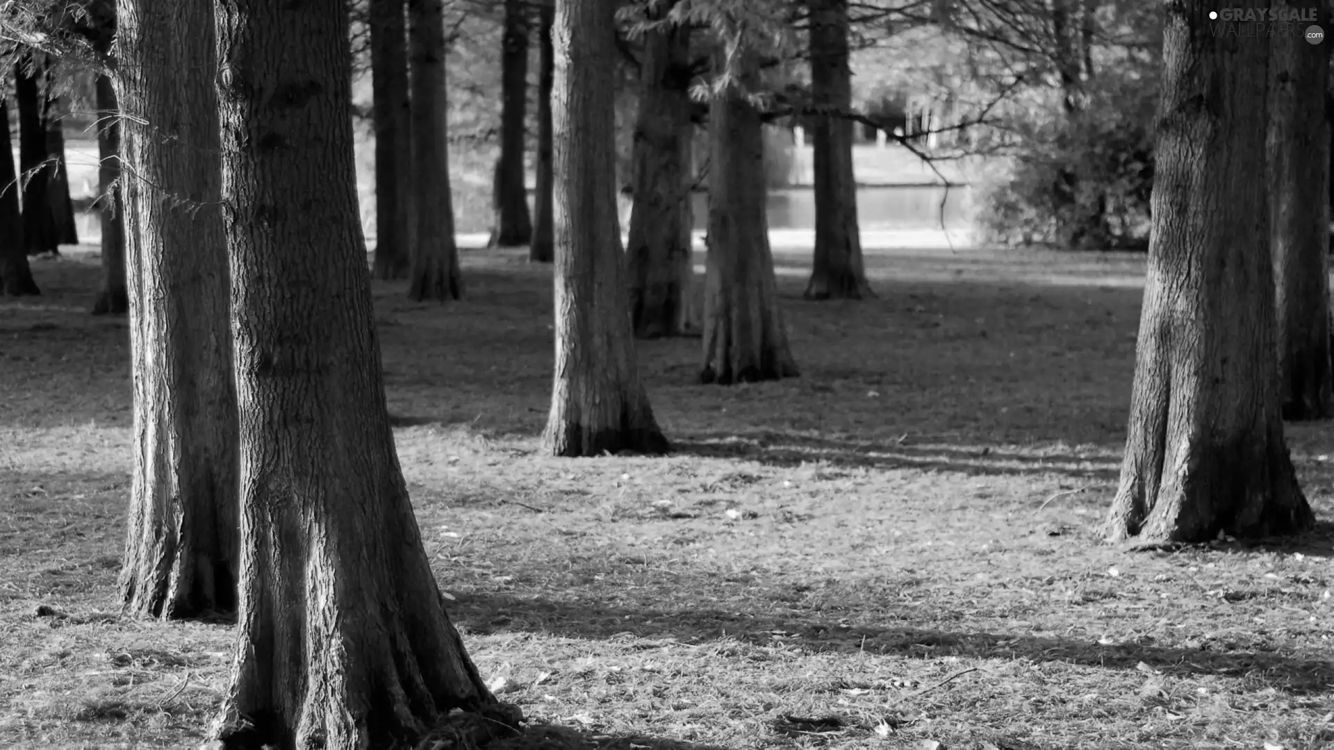 forest, trees, viewes, autumn