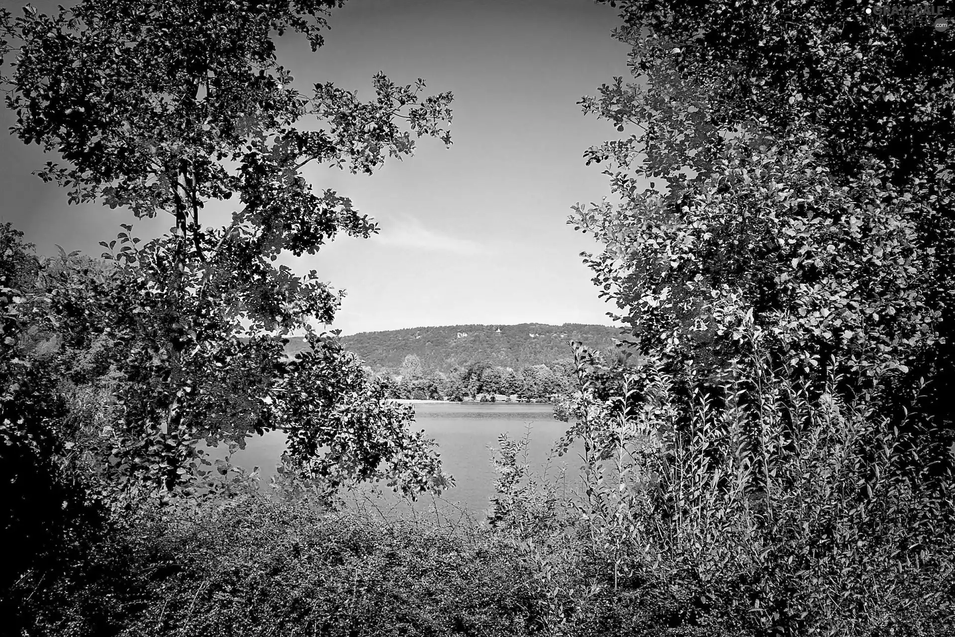 forest, trees, viewes, lake