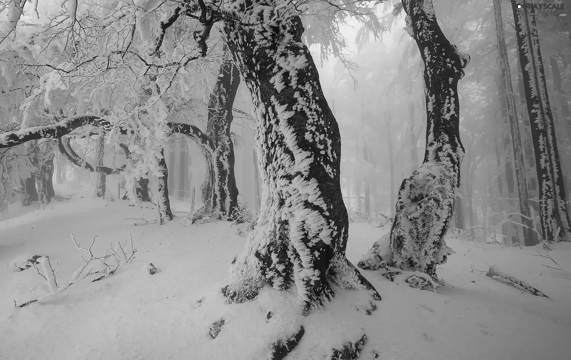 morning, winter, trees, viewes, Snowy, forest