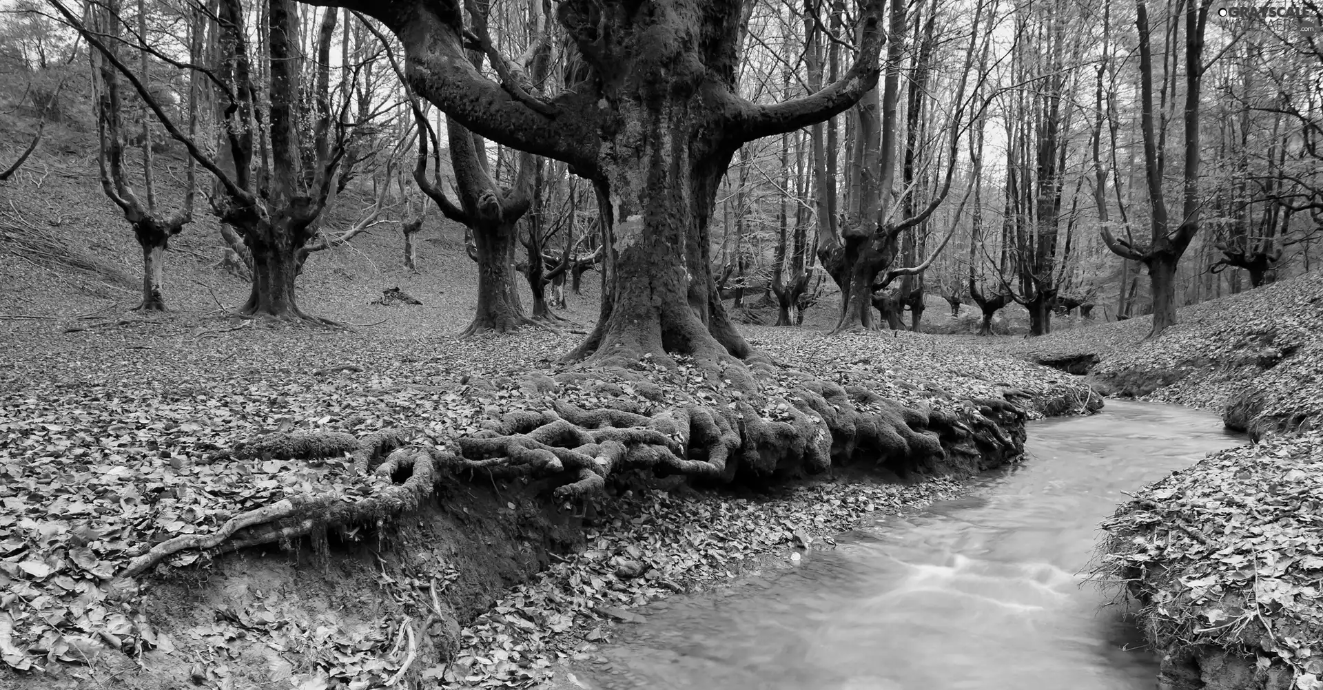 forest, trees, viewes, old