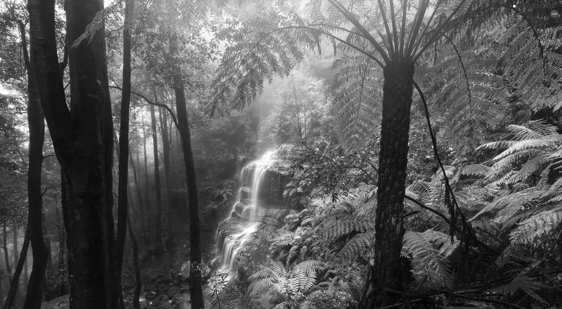 Plants, waterfall, trees, viewes, Fern, forest