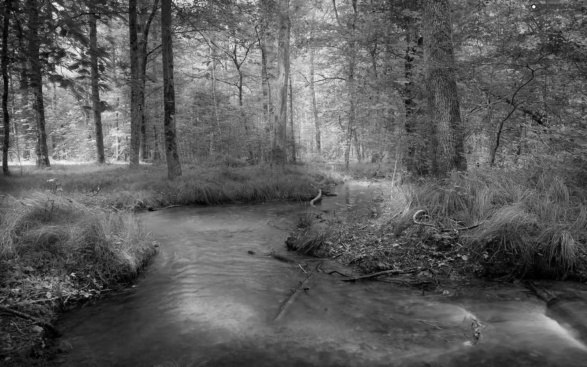 forest, trees, viewes, River