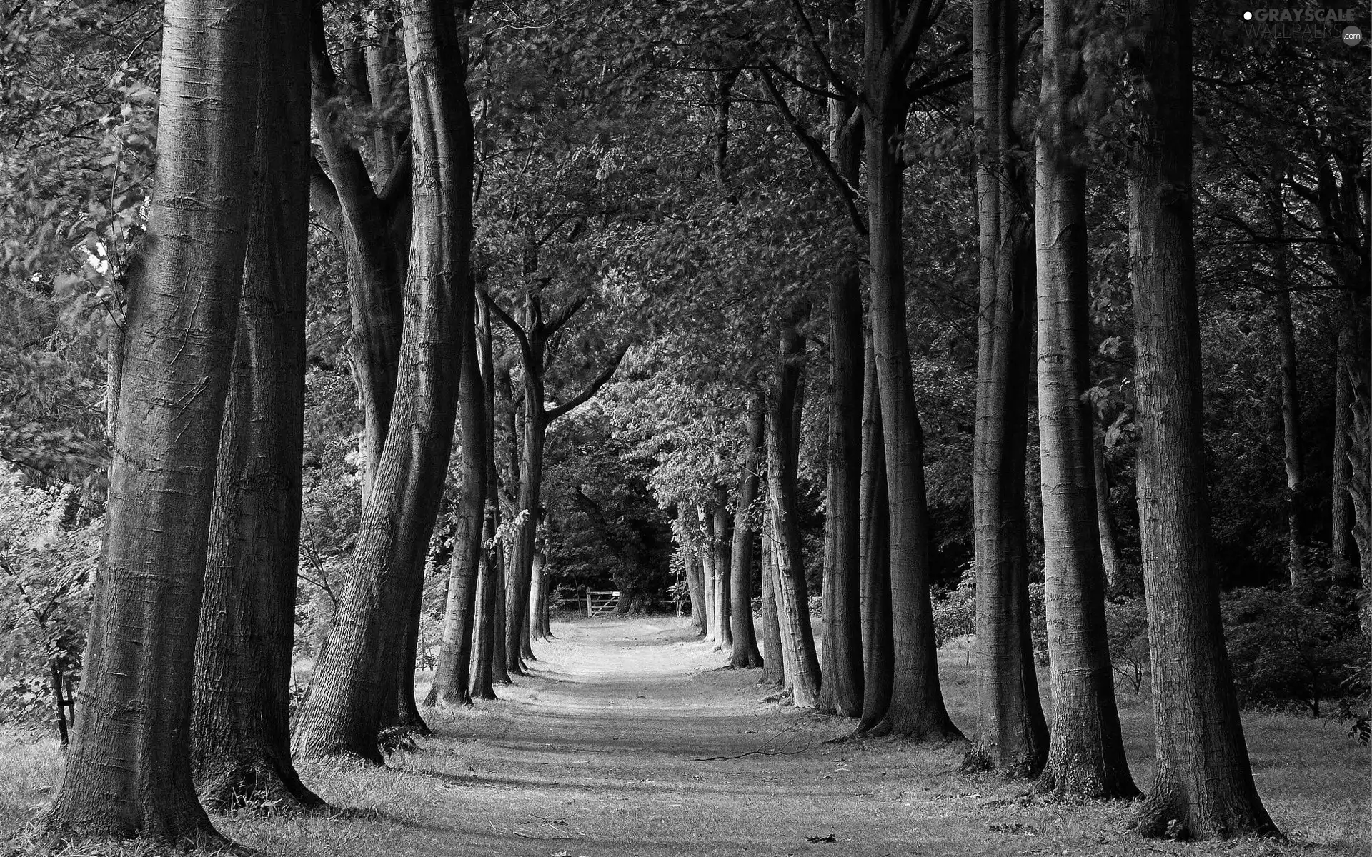 forest, trees, viewes, Way