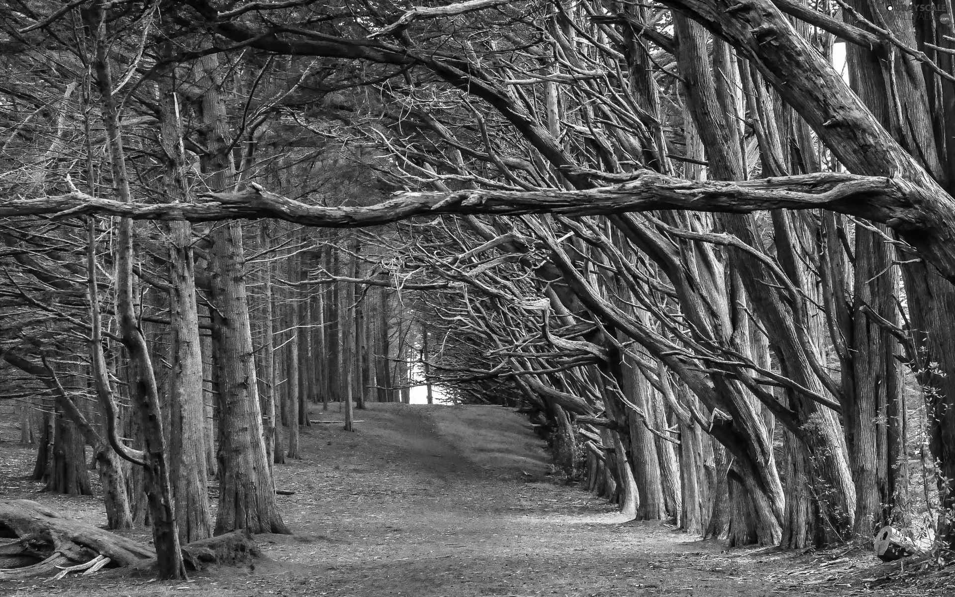 forest, trees, viewes, Way