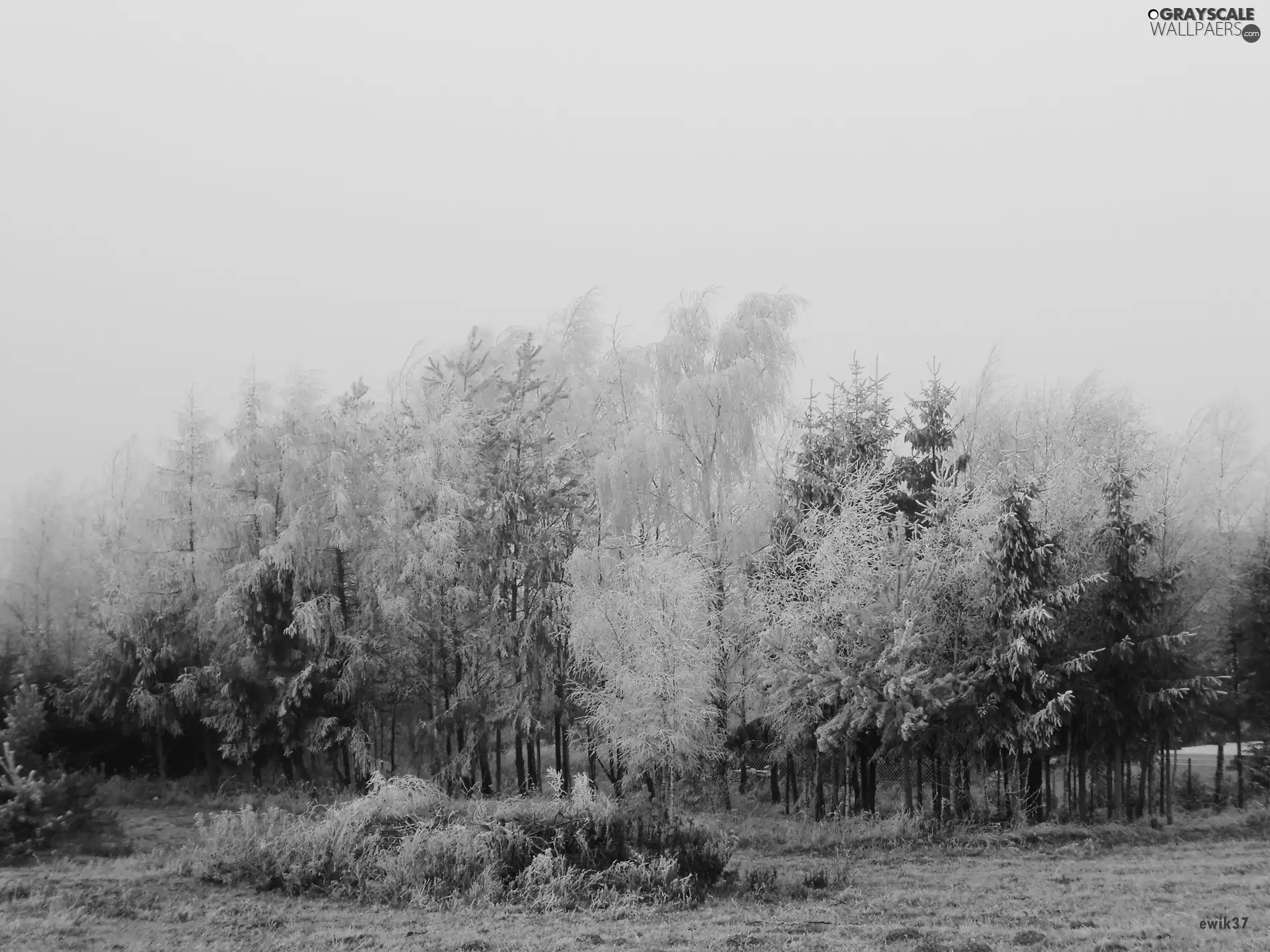 forest, trees, viewes, winter