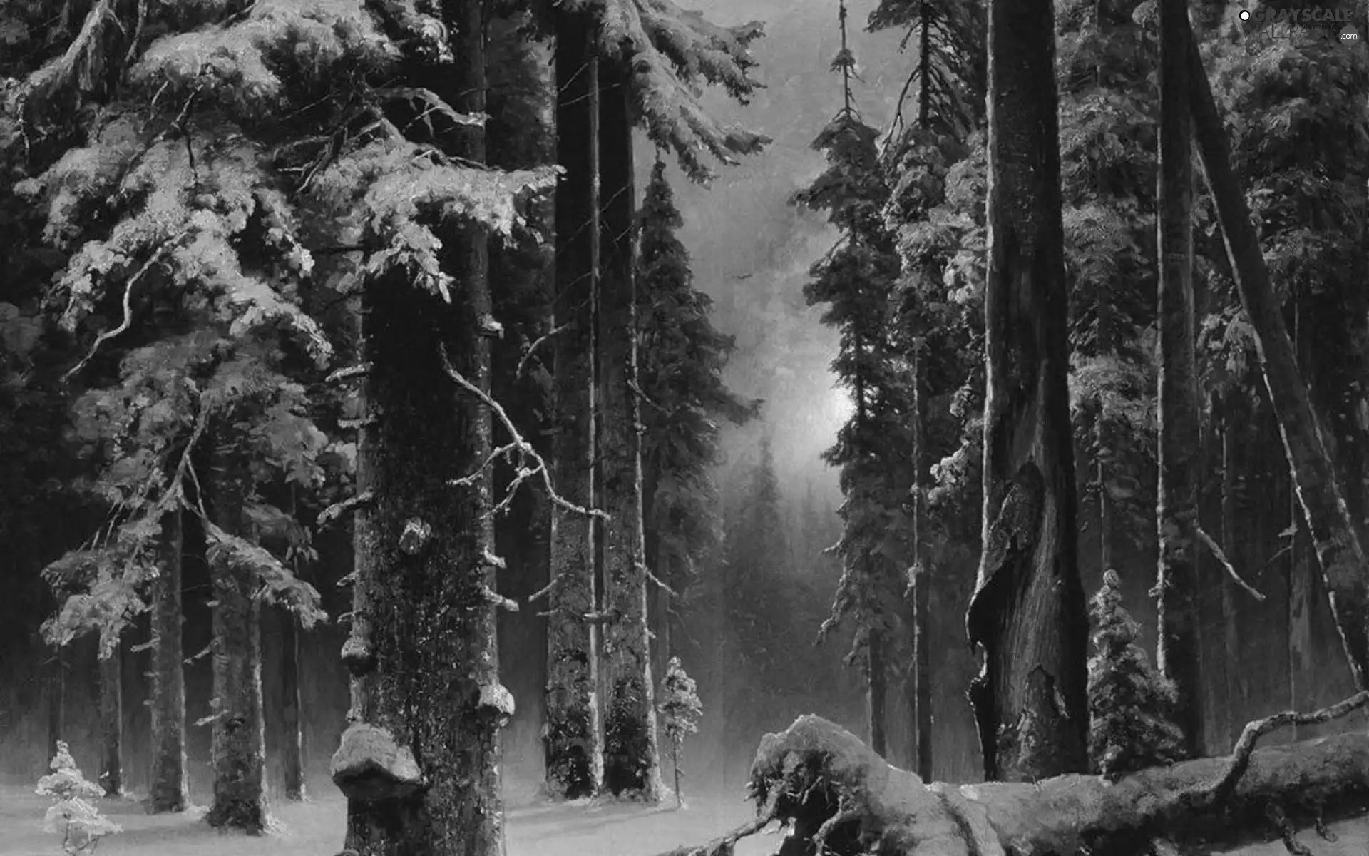 forest, trees, viewes, winter