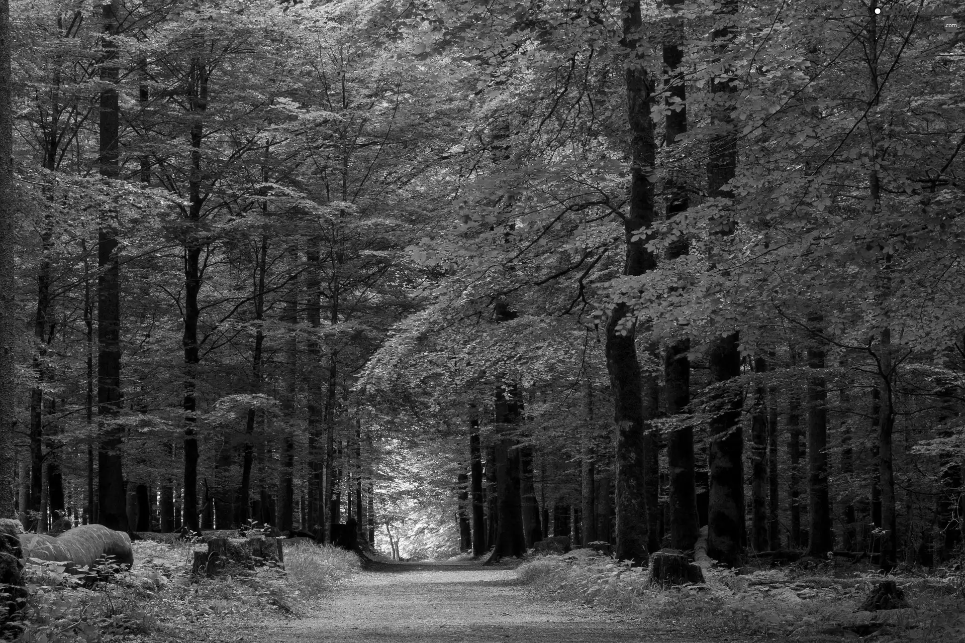 trees, viewes, forest, leaved, Way