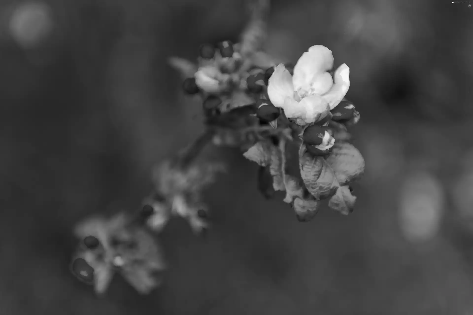 viewes, fruit, Flowers, trees, twig