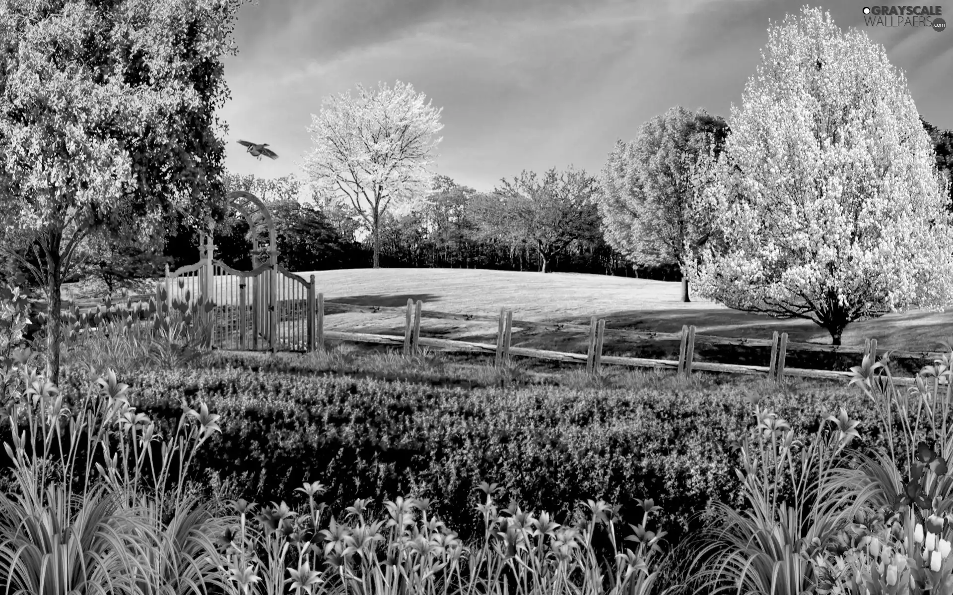Garden, trees, viewes, fence