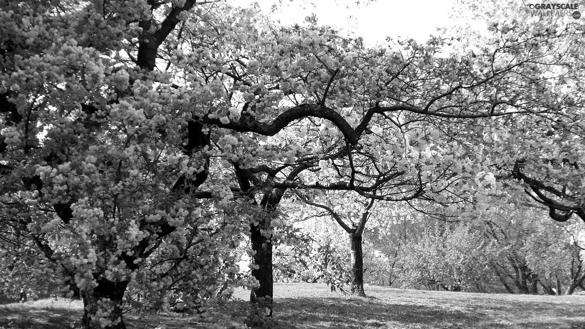 Garden, trees, viewes, flourishing