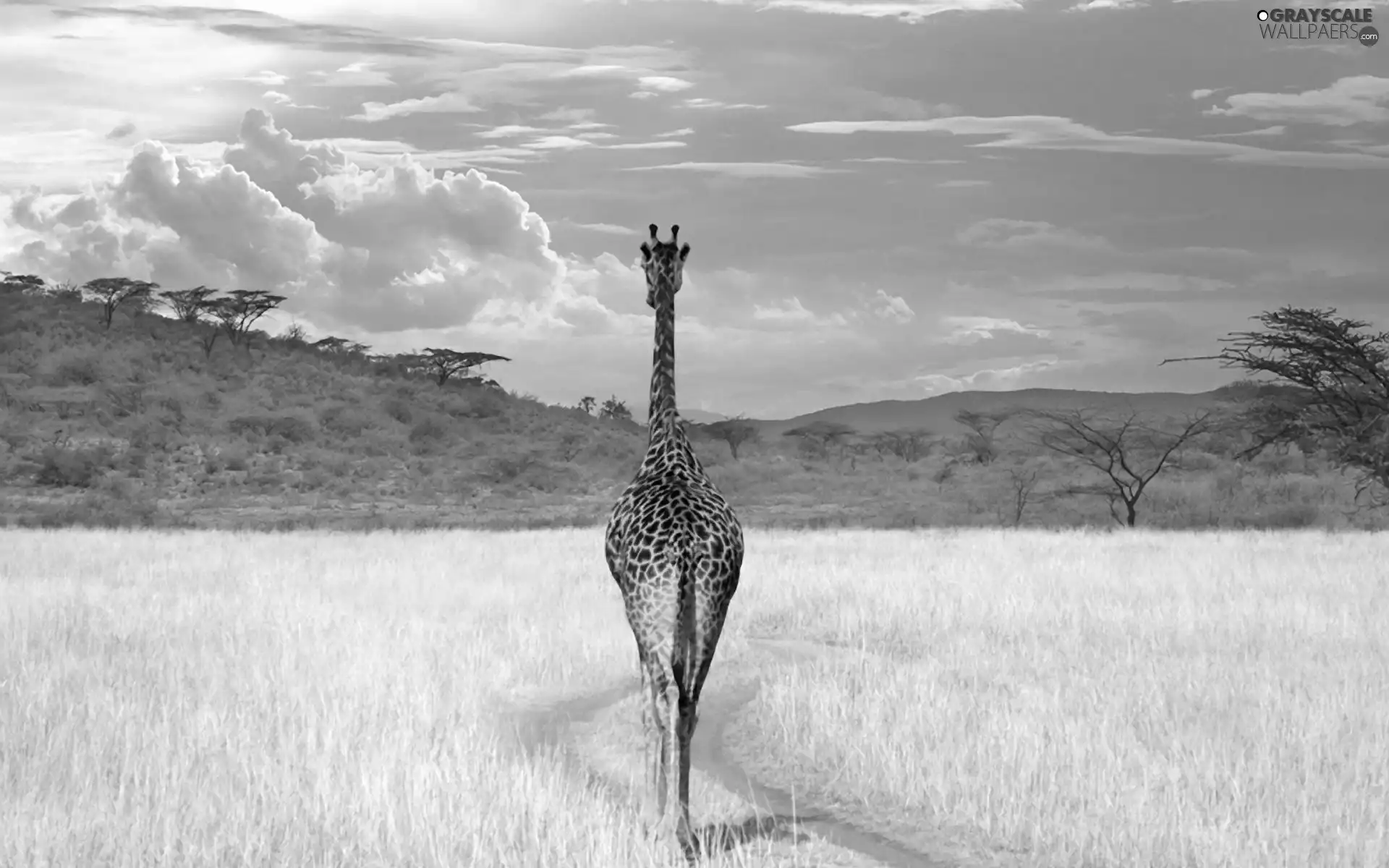 viewes, grass, savanna, trees, giraffe