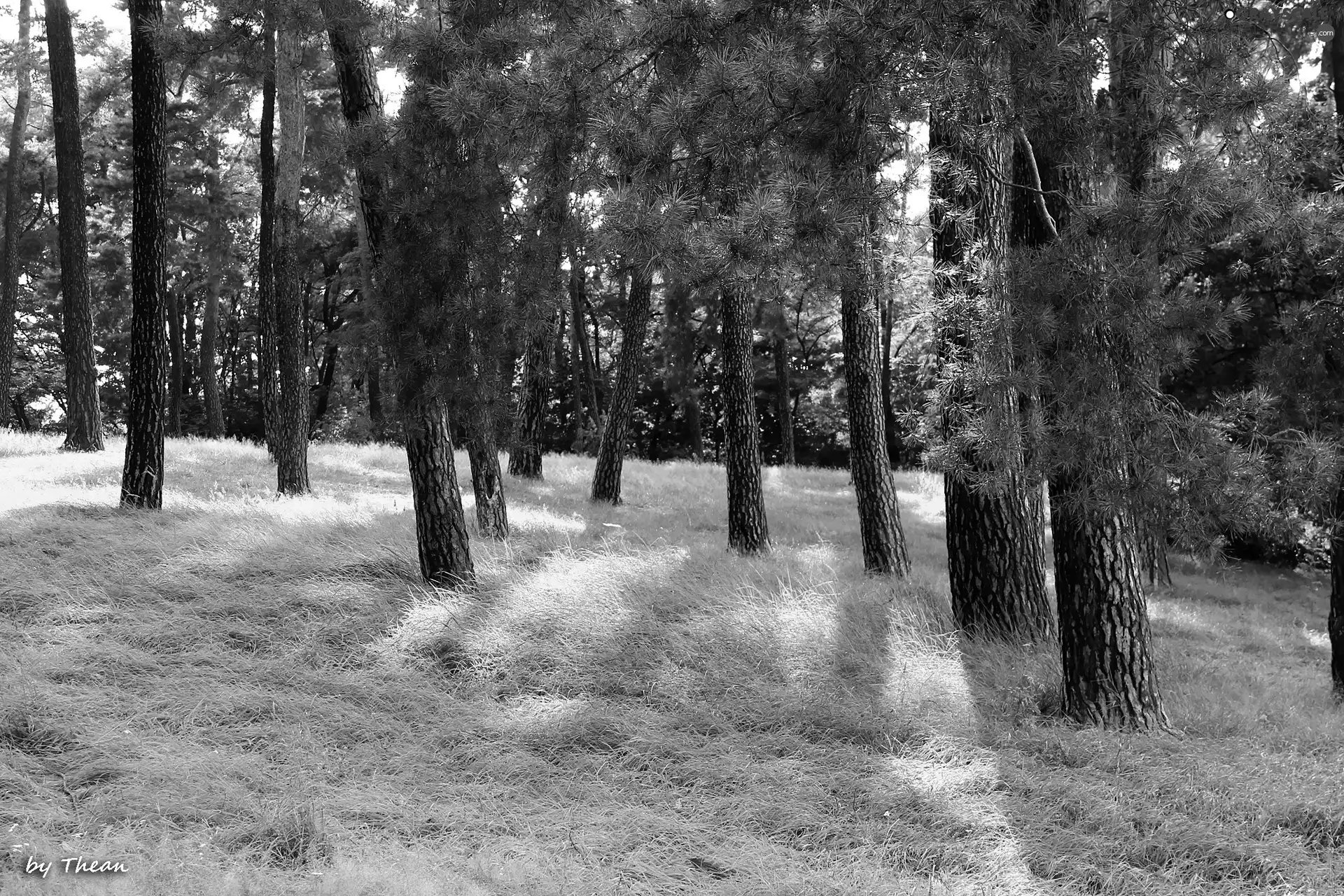 viewes, grass, pine, trees, grove