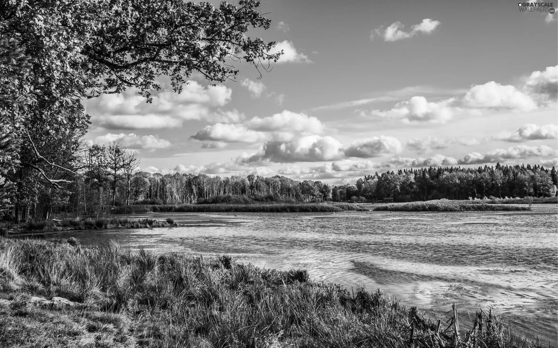 viewes, grass, forest, trees, lake