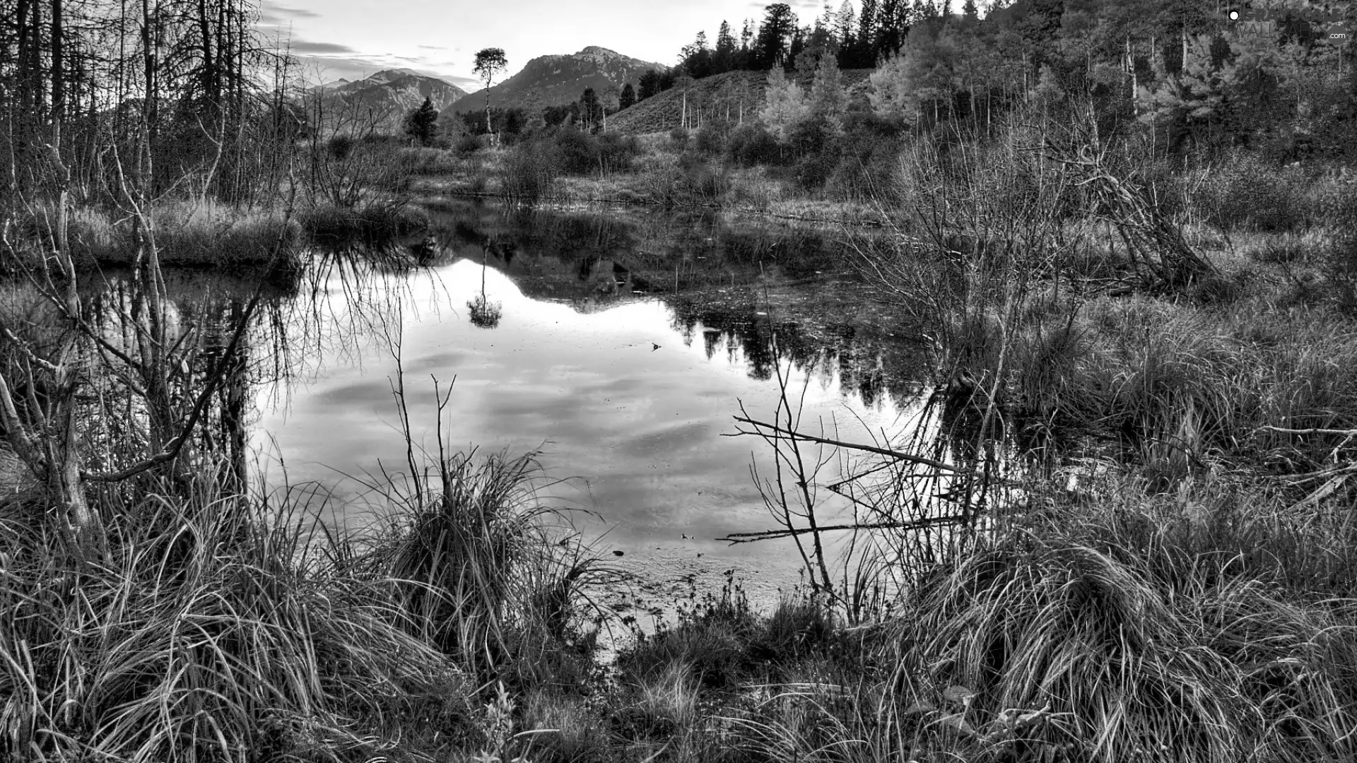 viewes, grass, lake, trees, Mountains