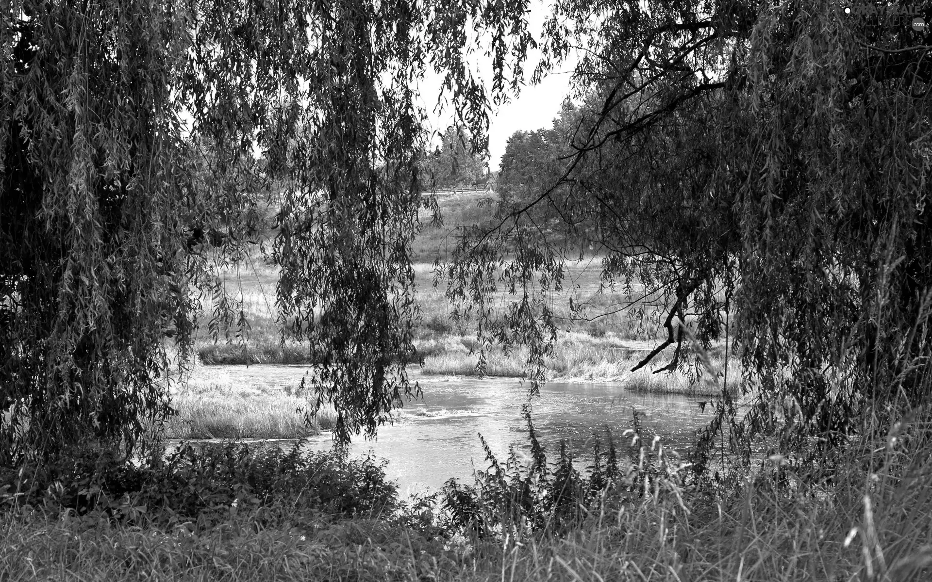 viewes, grass, medows, trees, River