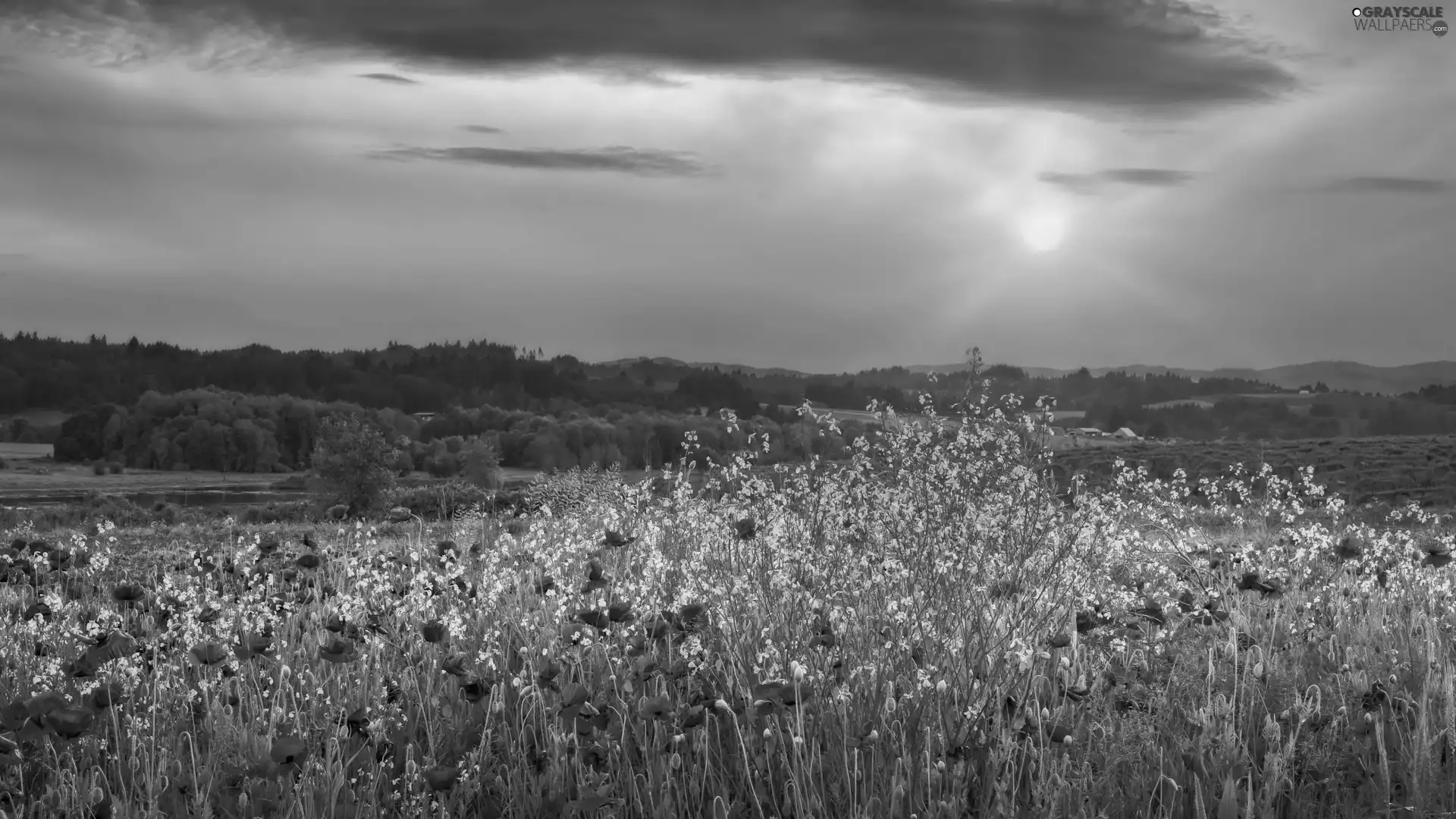 Flowers, Meadow, trees, viewes, papavers, grass
