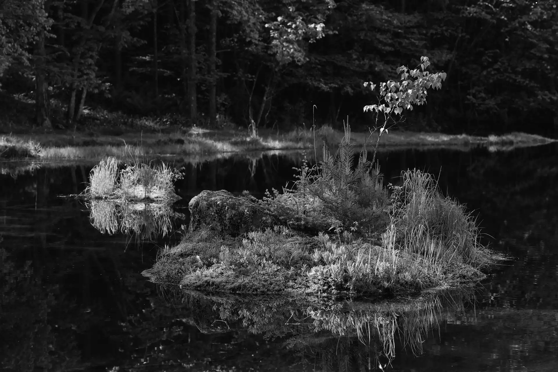 Islet, forest, viewes, grass, trees, lake