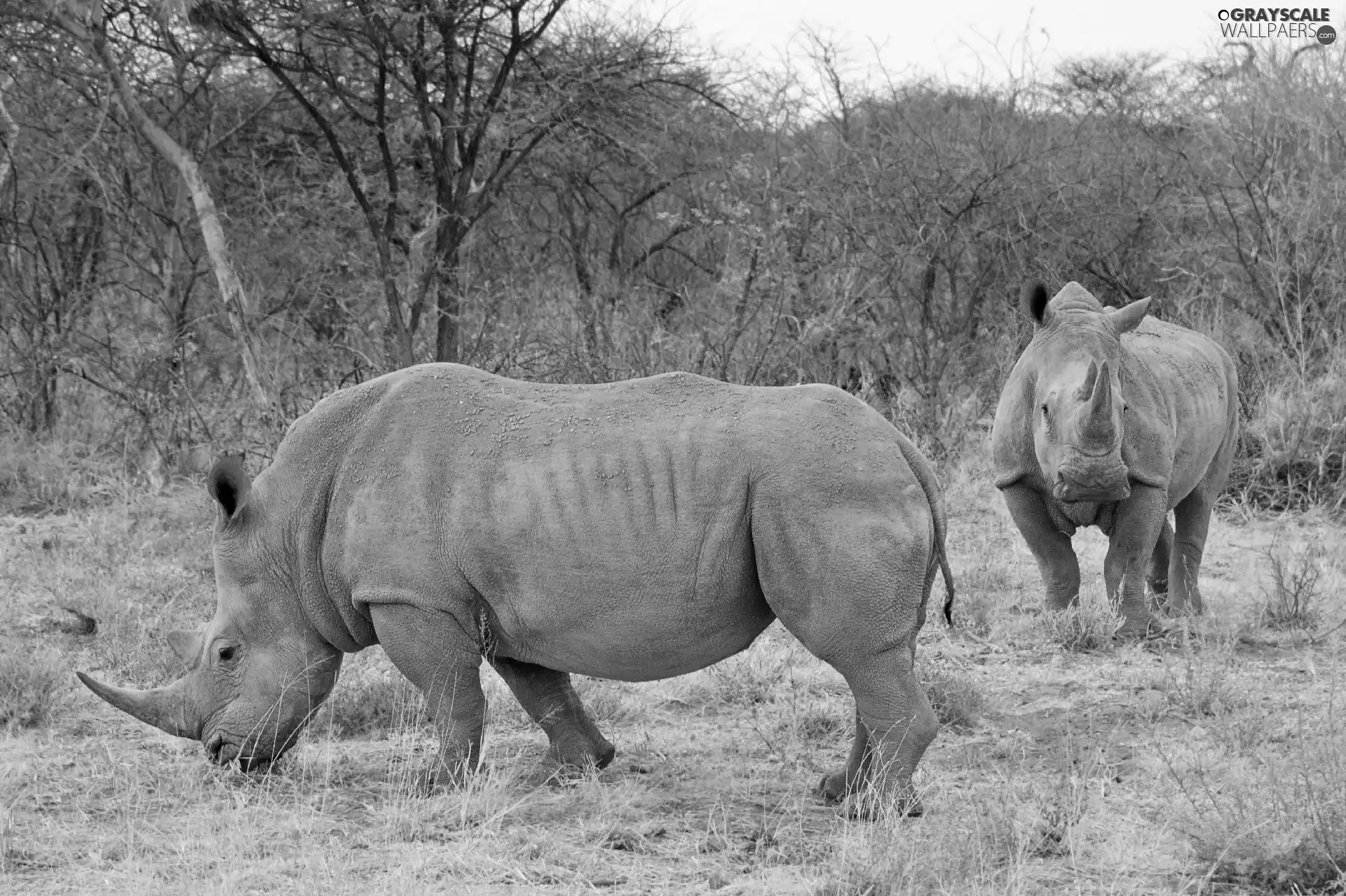 viewes, grass, Rhinos, trees, Two cars