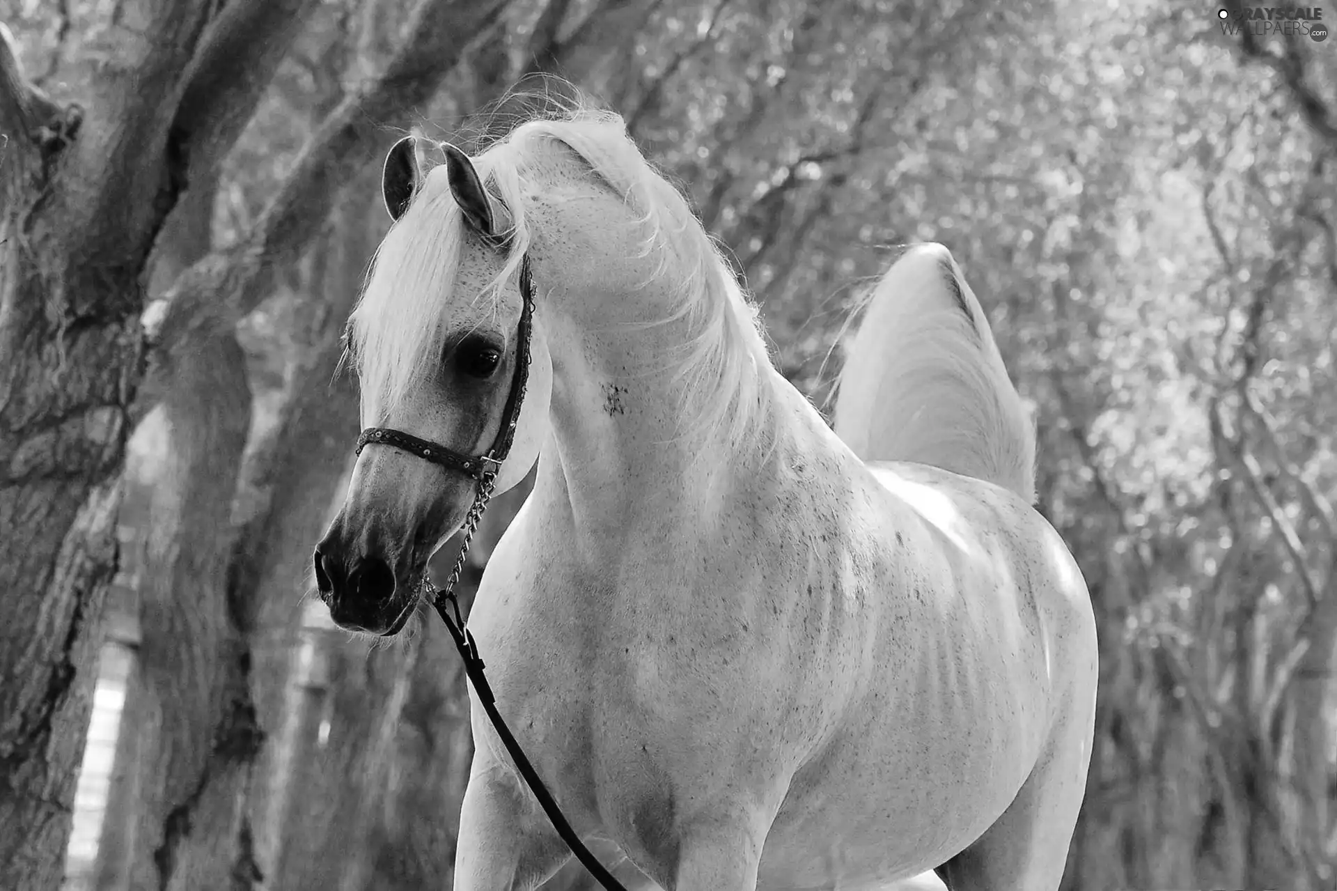 gray, trees, viewes, Horse