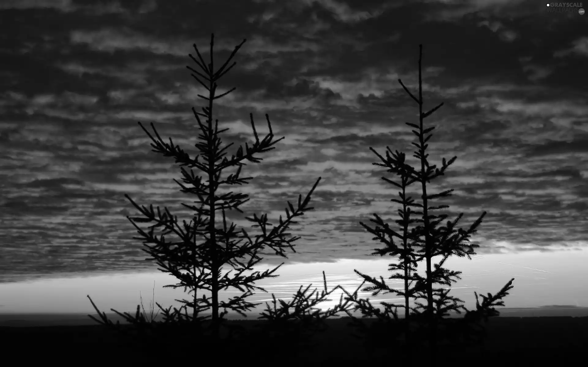 clouds, trees, viewes, Great Sunsets
