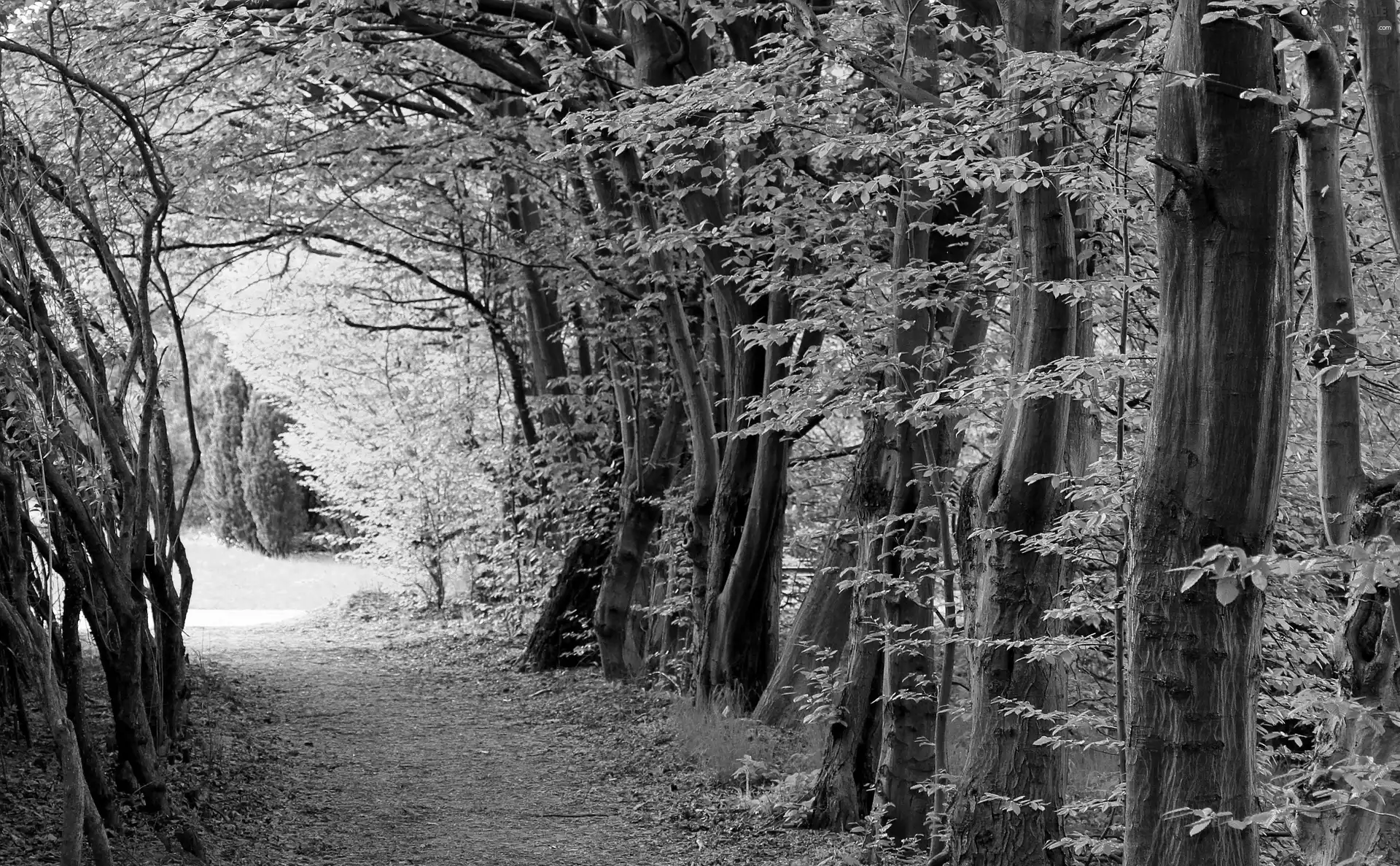 forest, trees, viewes, green ones