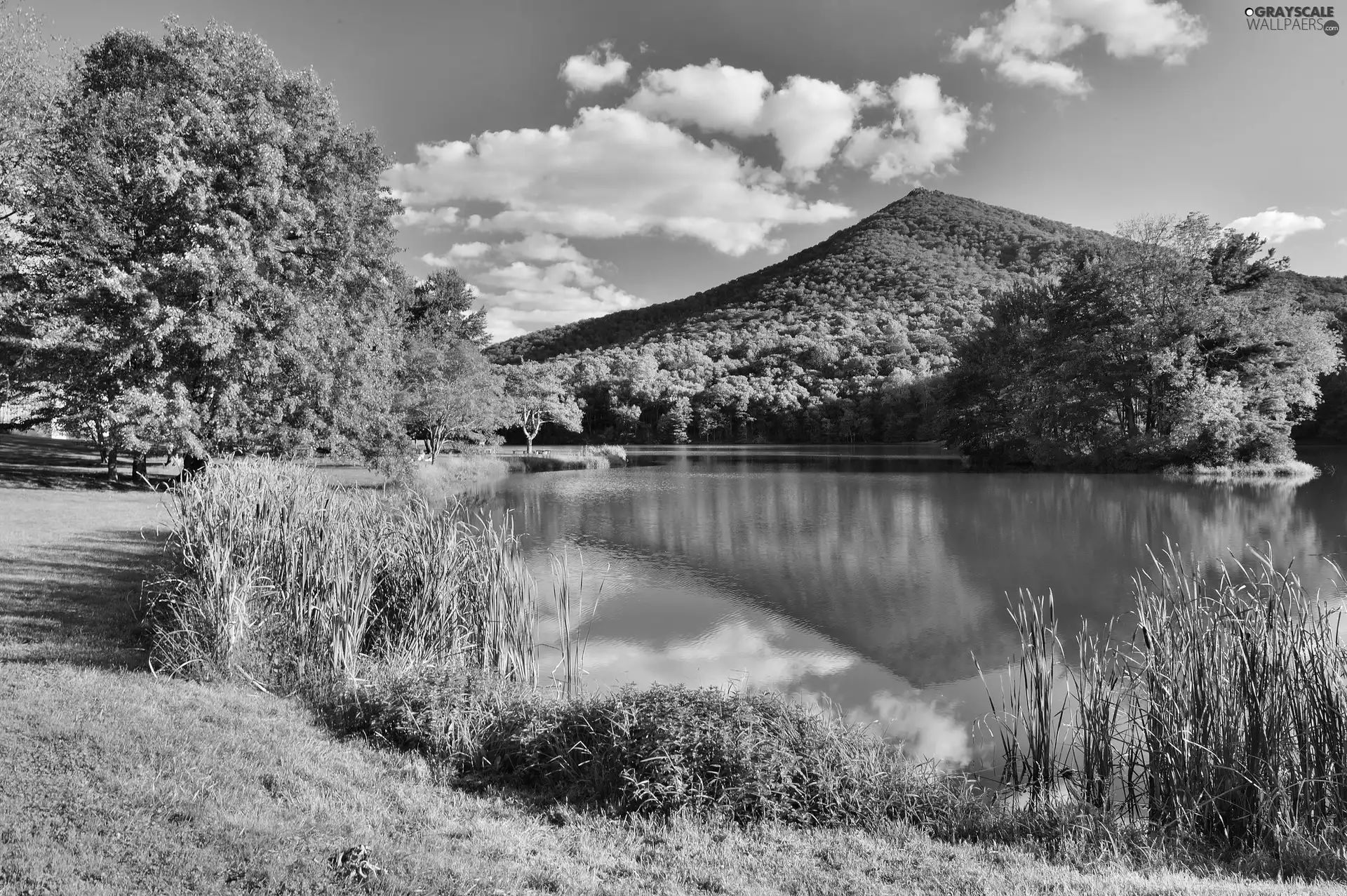 viewes, green, lake, trees, mountains