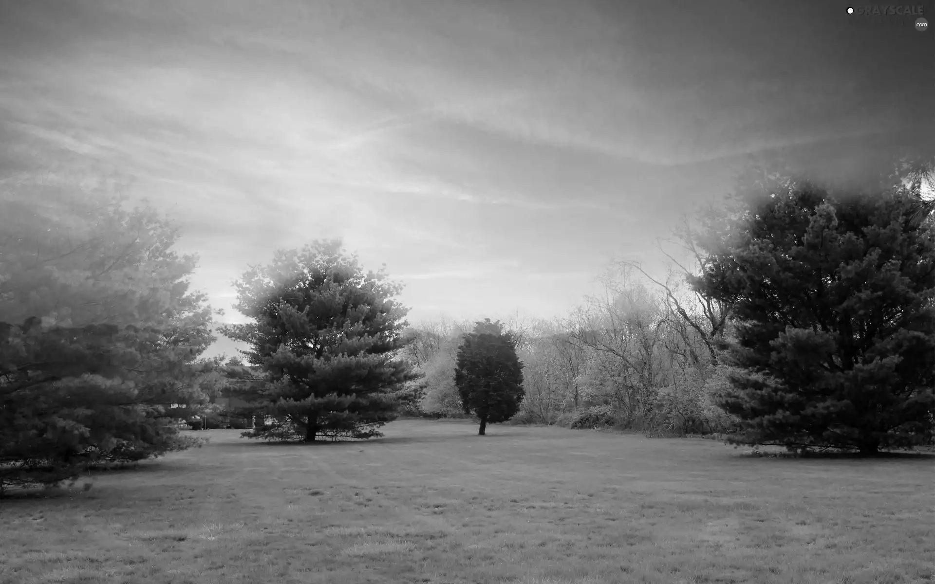 viewes, Bush, green ones, trees, Park