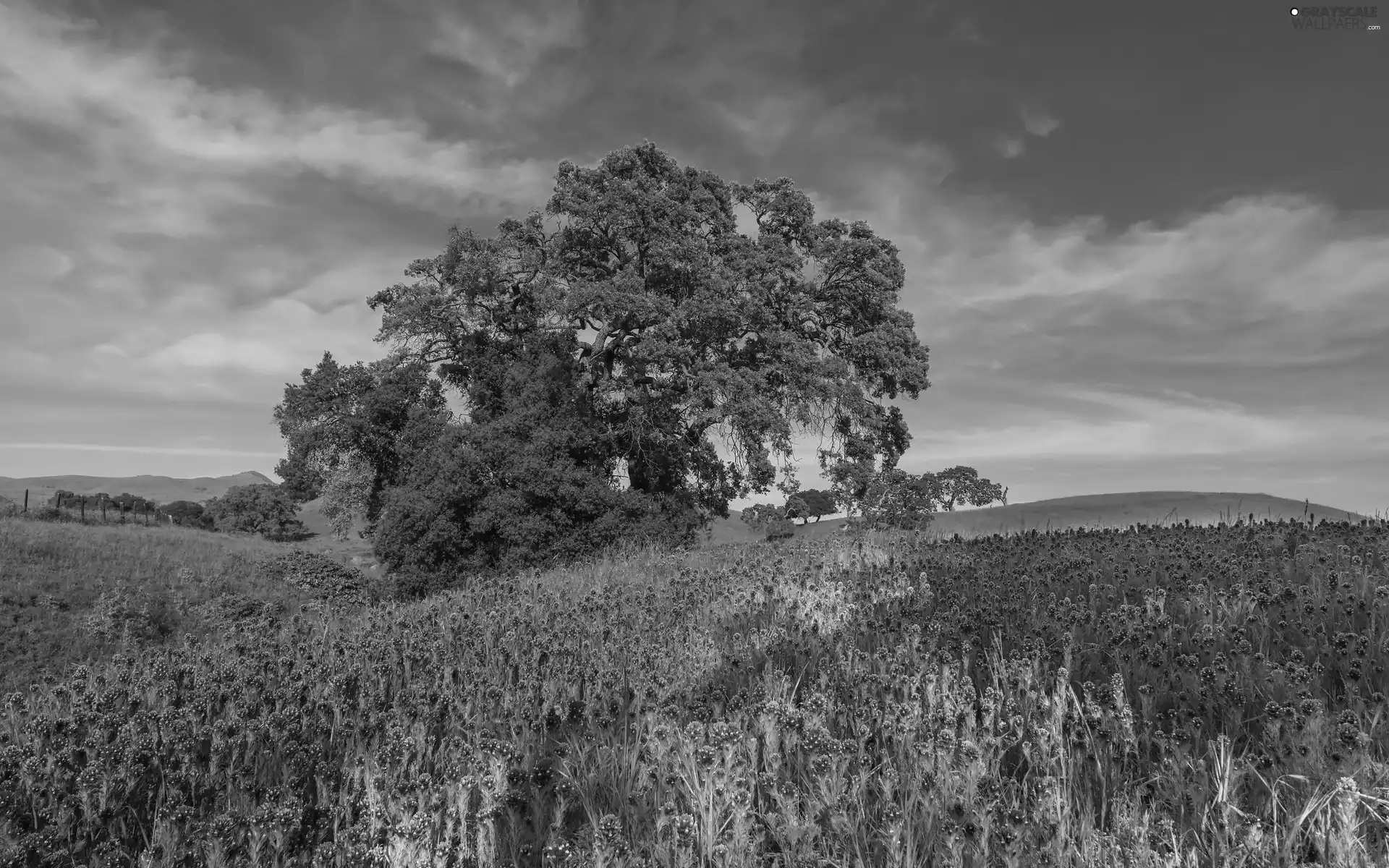 Flowers, Meadow, trees, viewes, The Hills